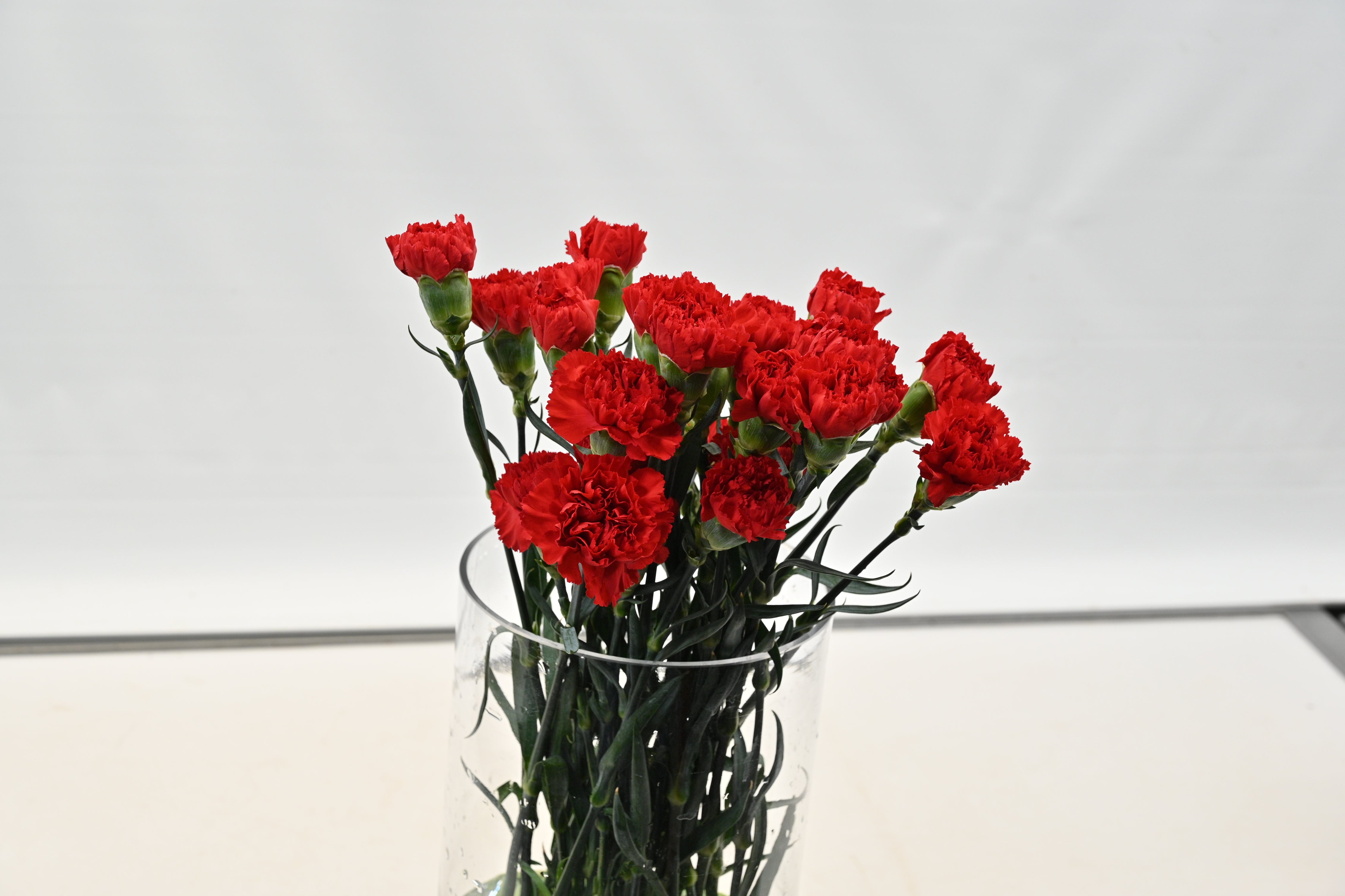 CARNATION RED Large