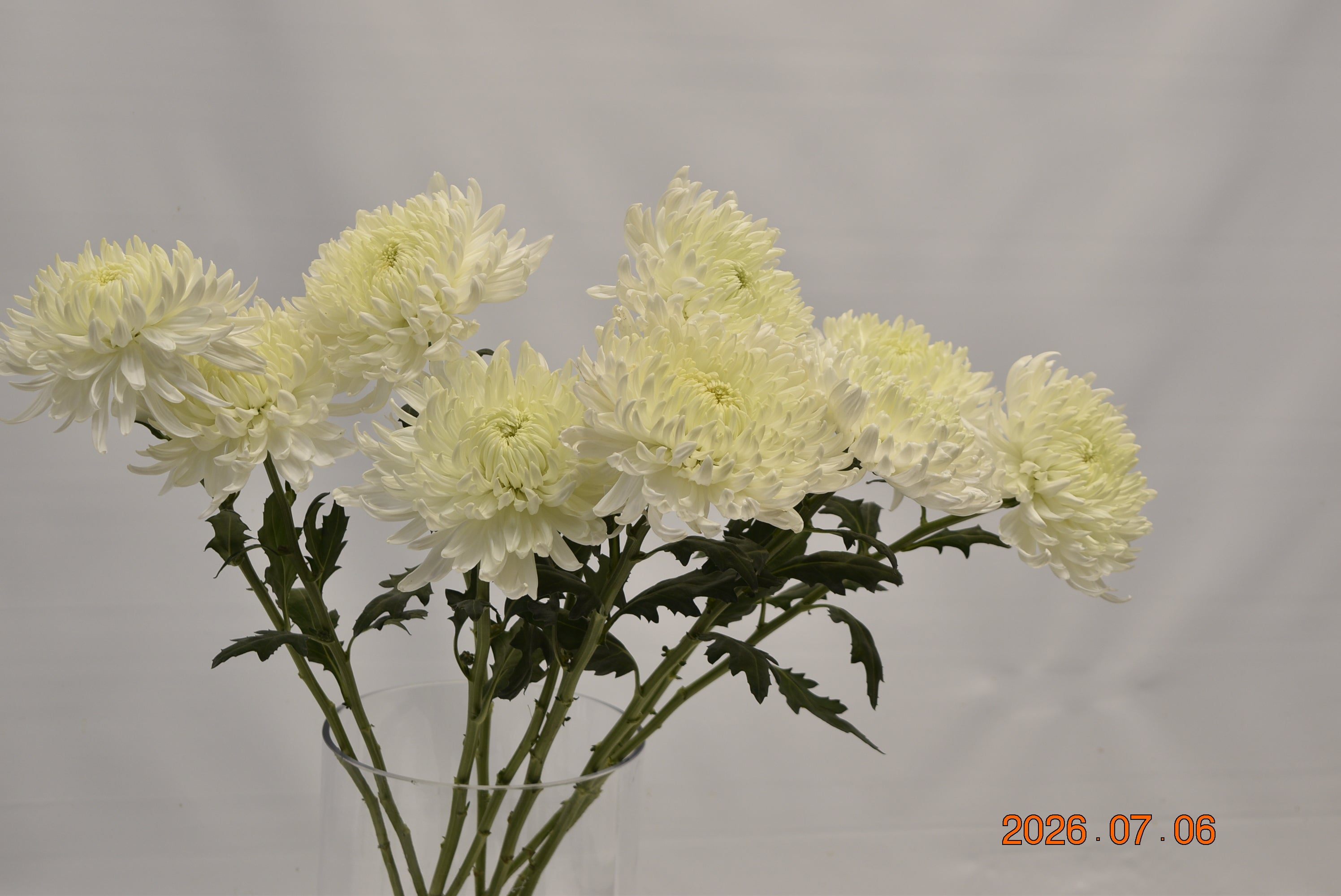 CREMONE MAGNUM Large