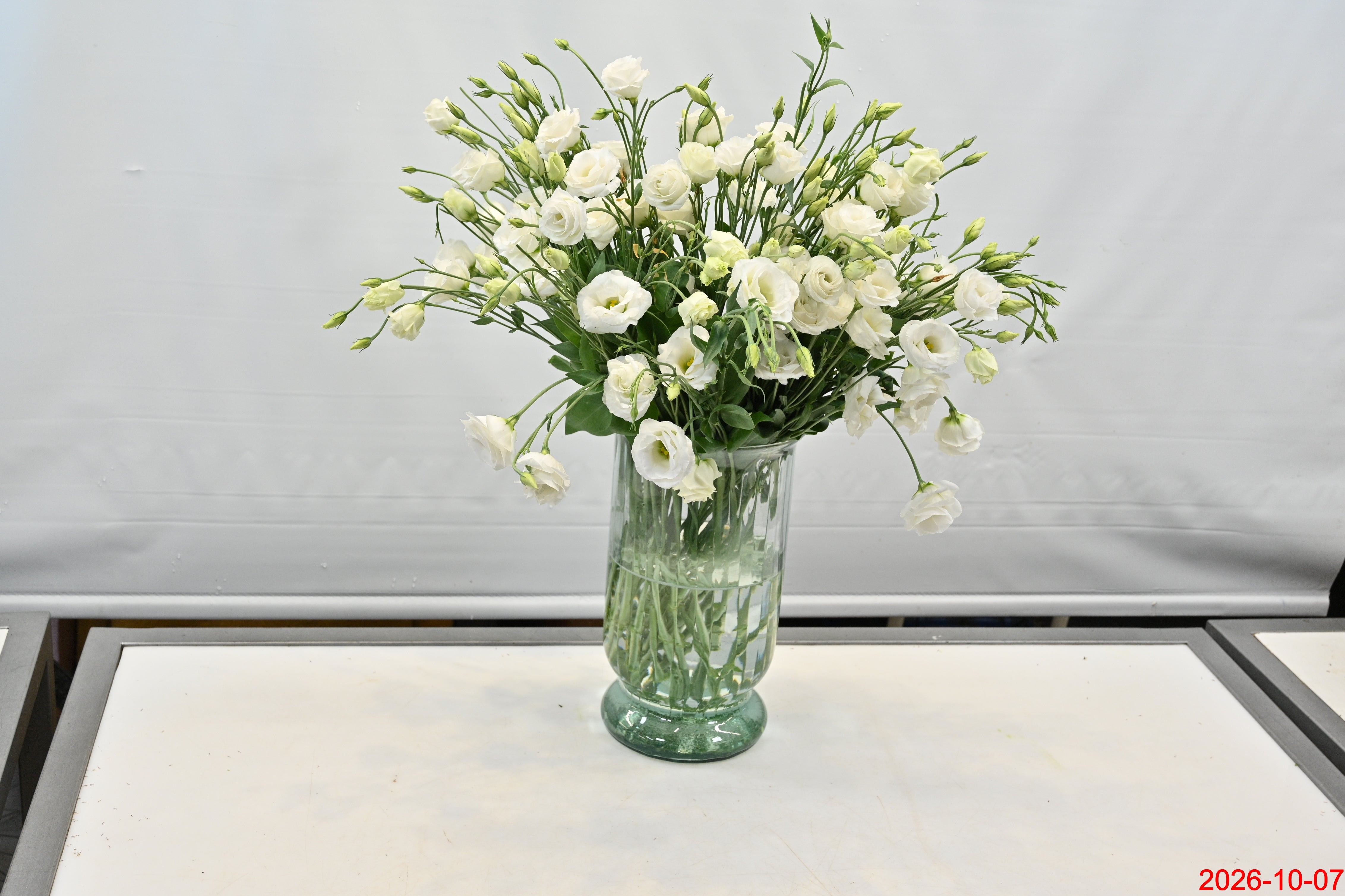 LISIANTHUS DBL WHITE Large