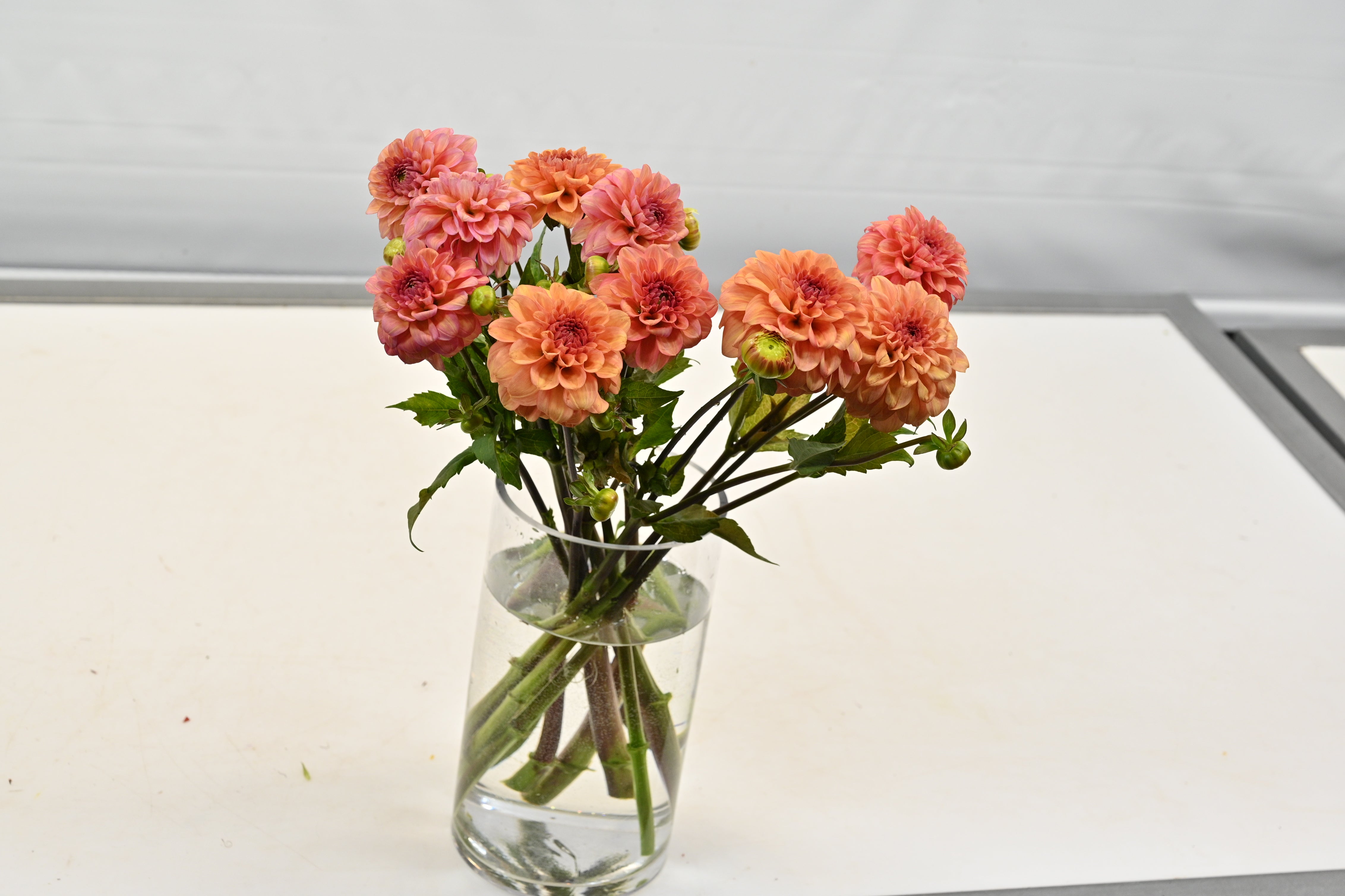 Dahlia Orange Large