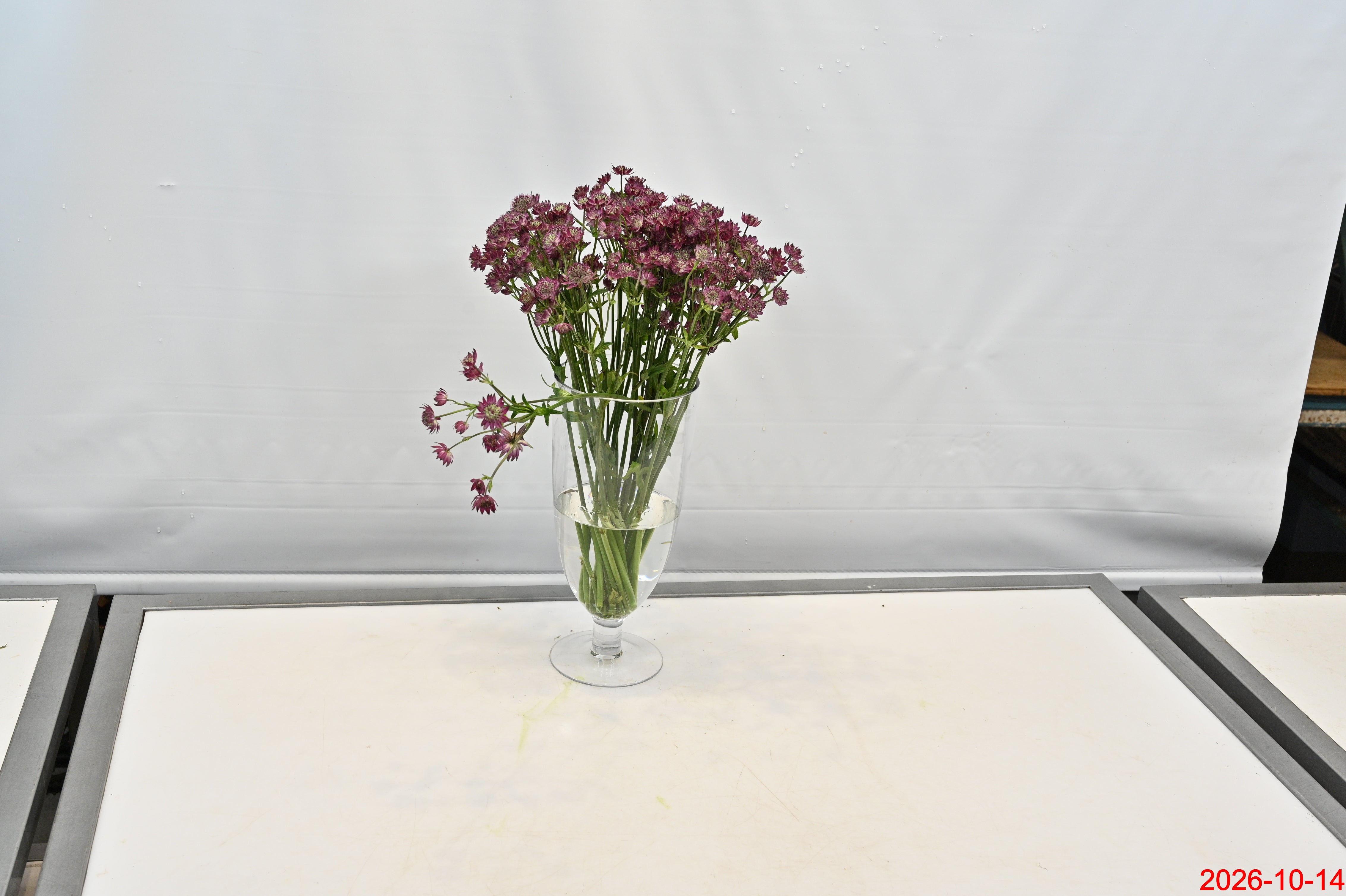 ASTRANTIA STAR OF LOVE Large