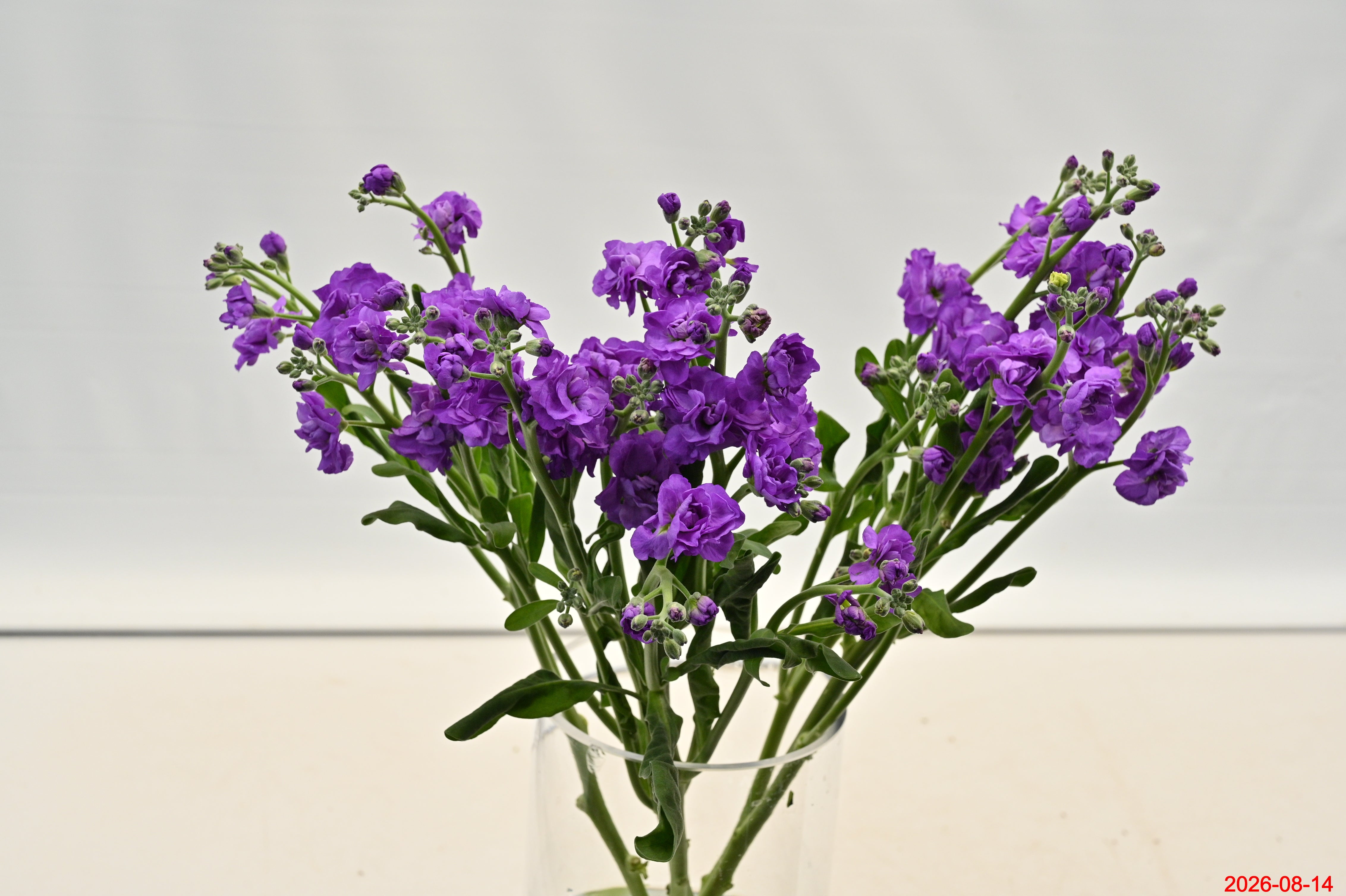 STOCK PURPLE Large