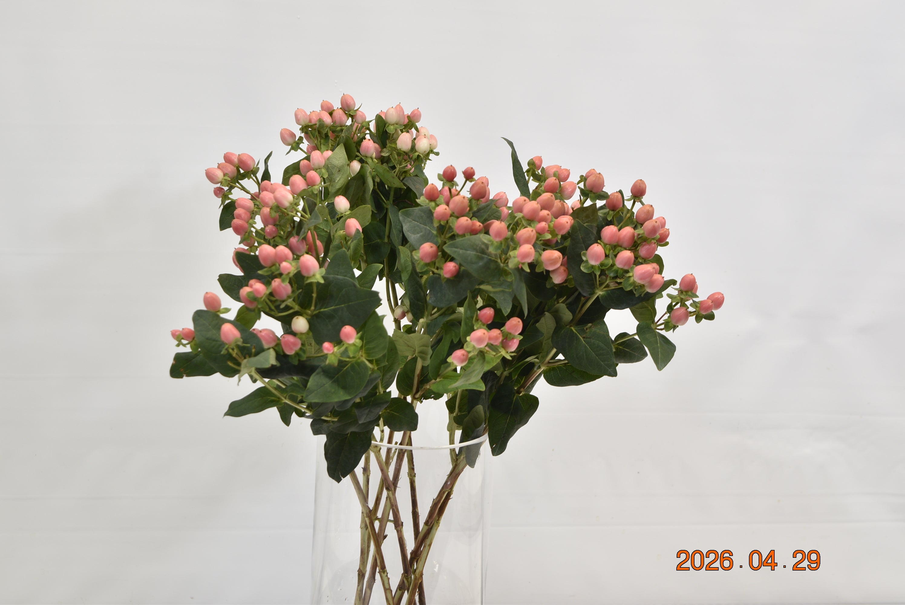 HYPERICUM COCO CASINO Large