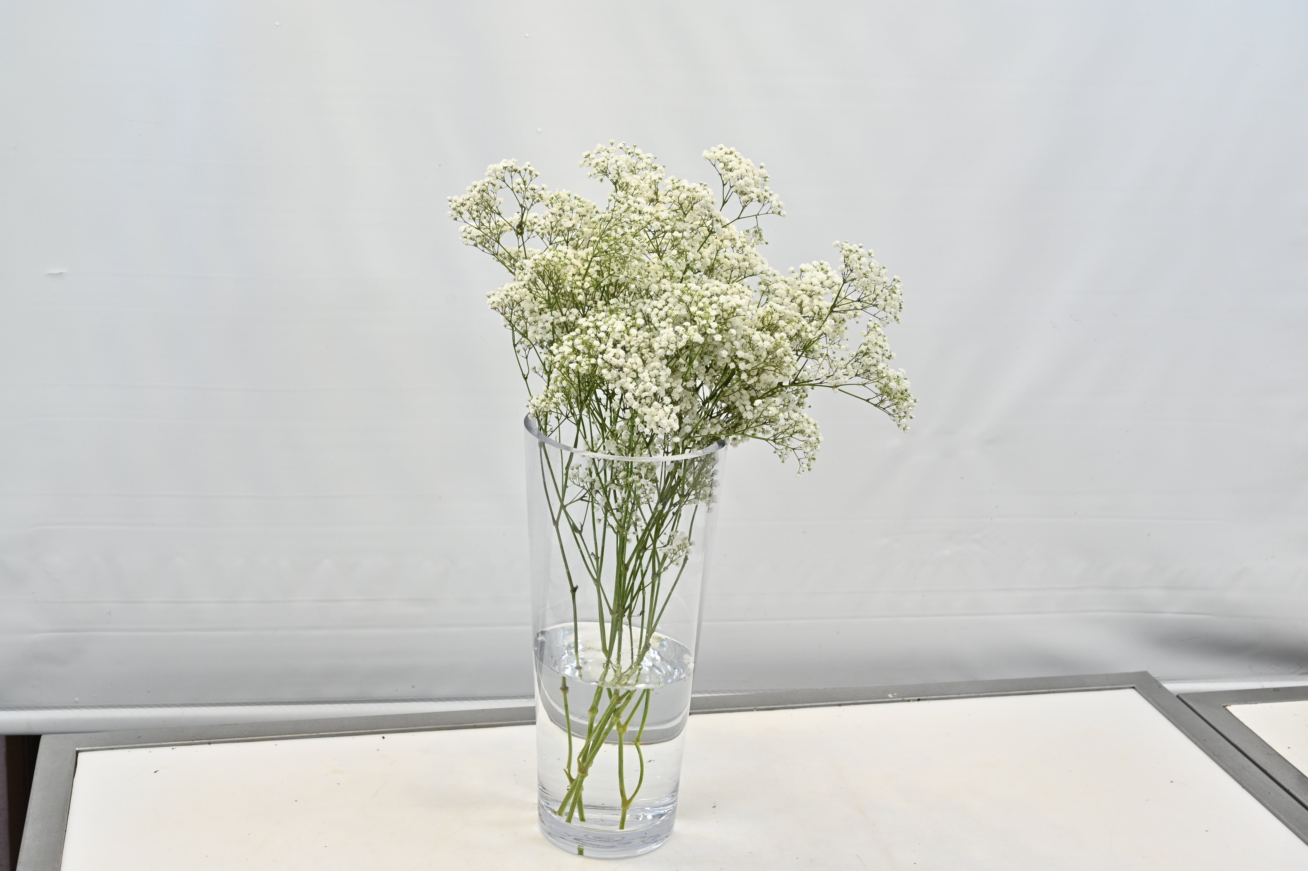 GYPSOPHILA WHITE 250G Large