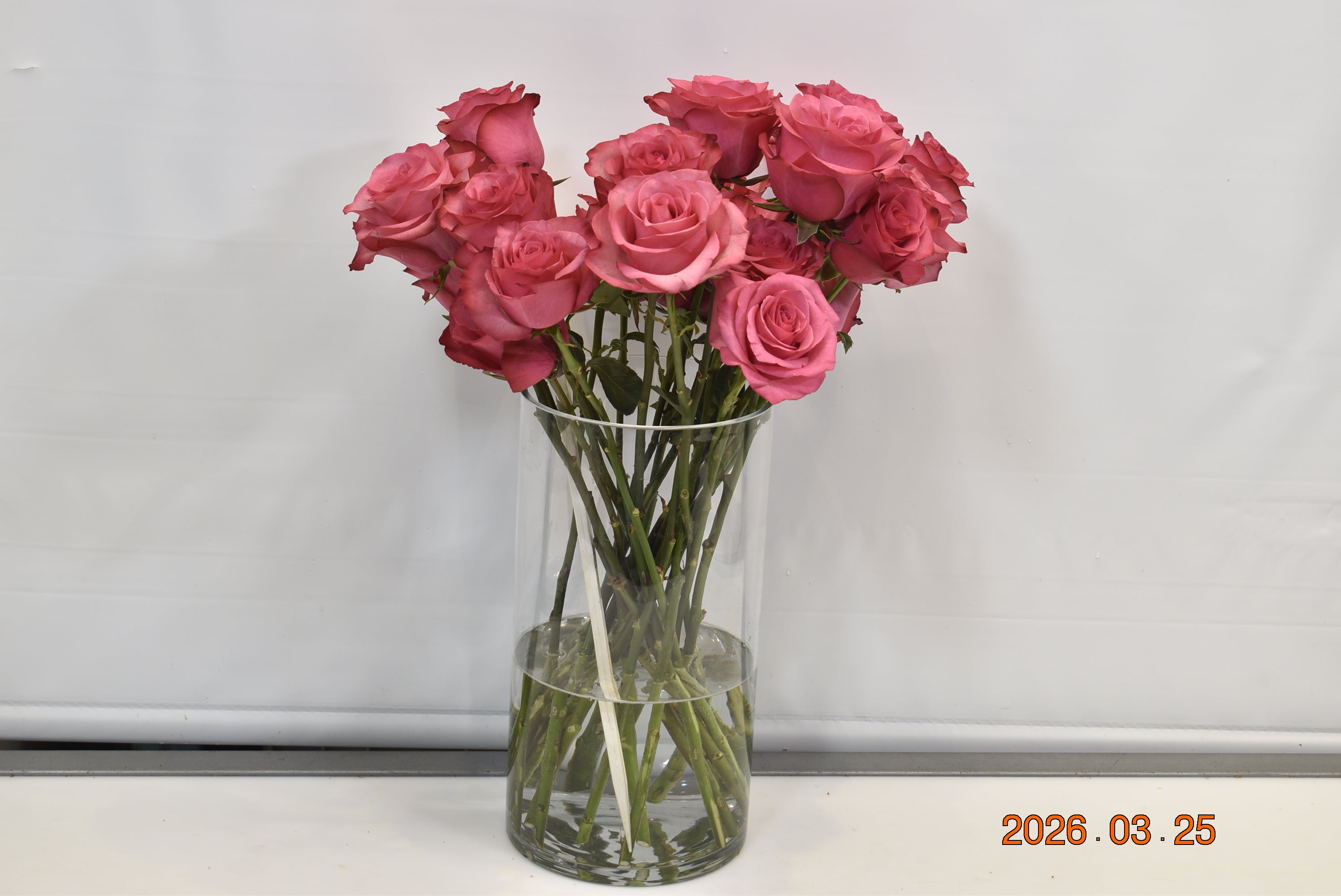 ROSE LOLA Large