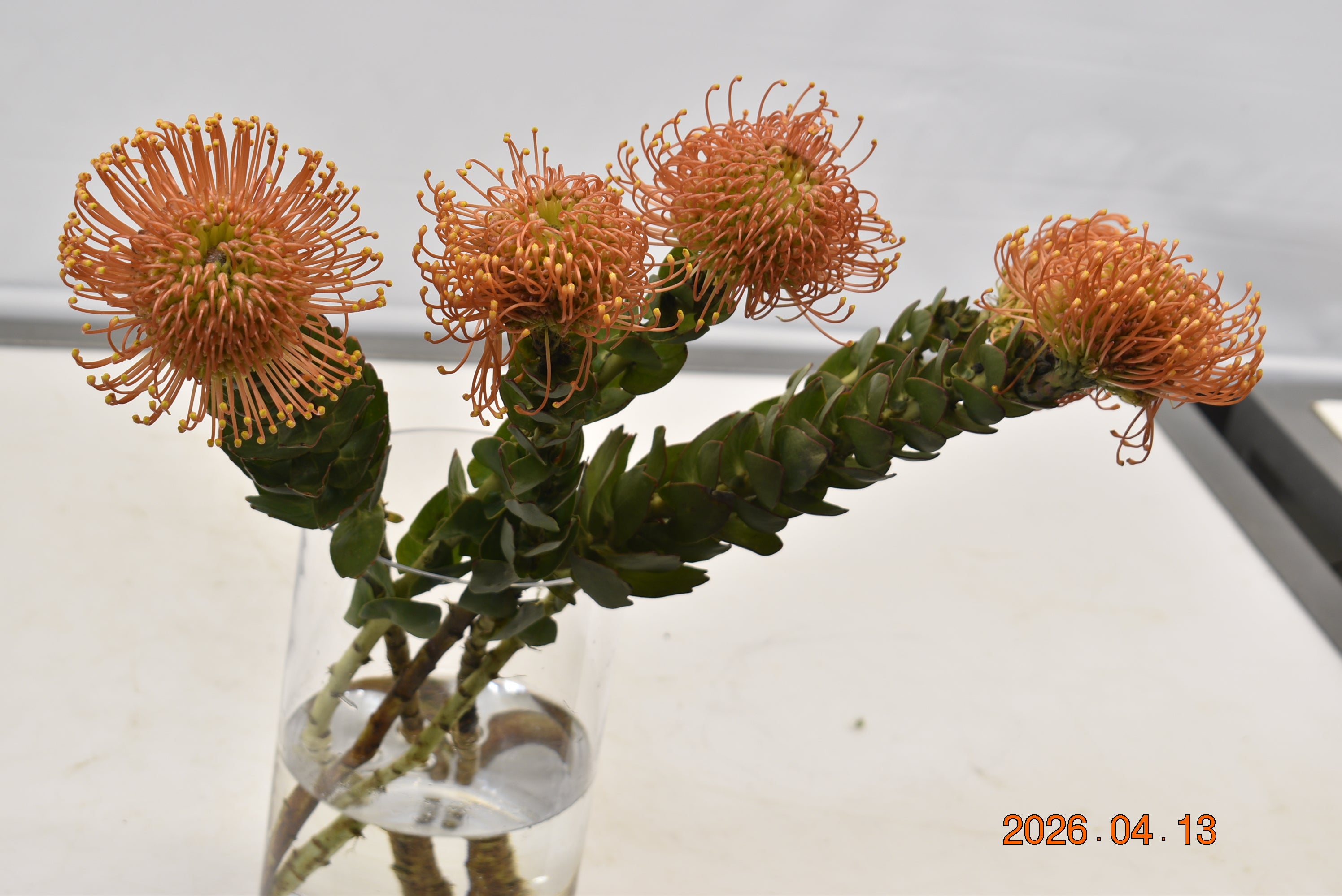 PINCUSHION NUTAN SUCCESSION Large
