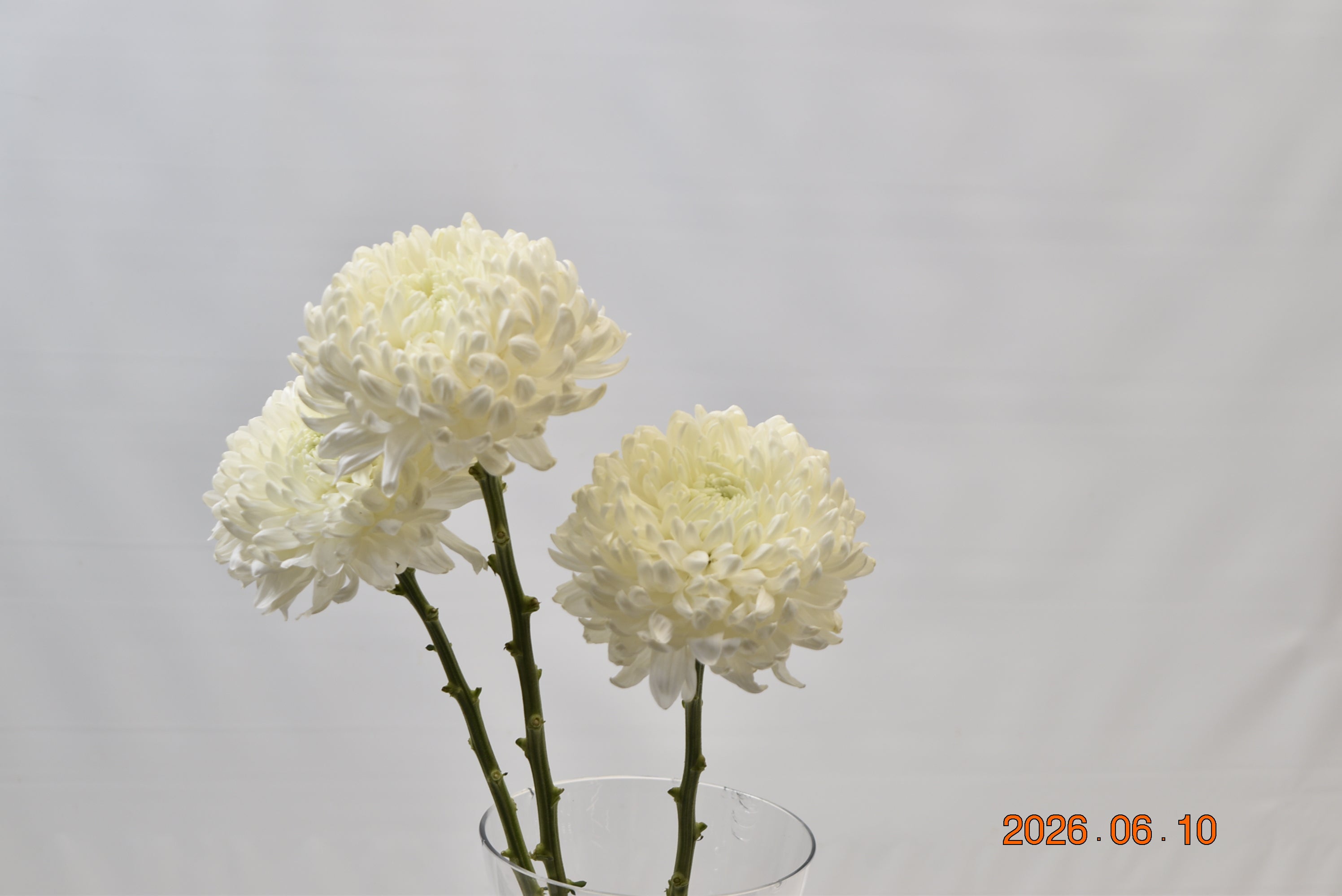 CREMONE MAGNUM Large
