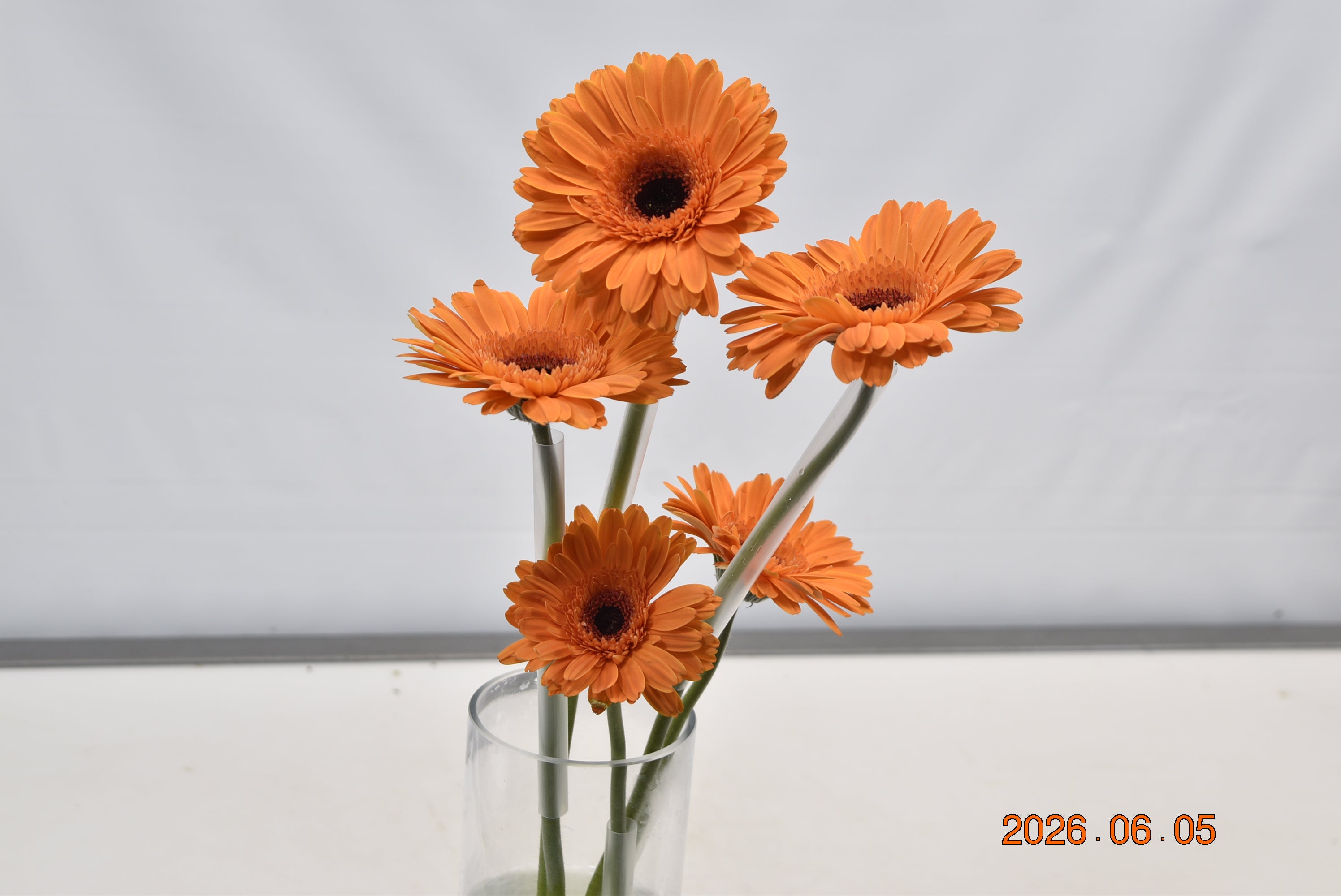GERBERA ALEX Large