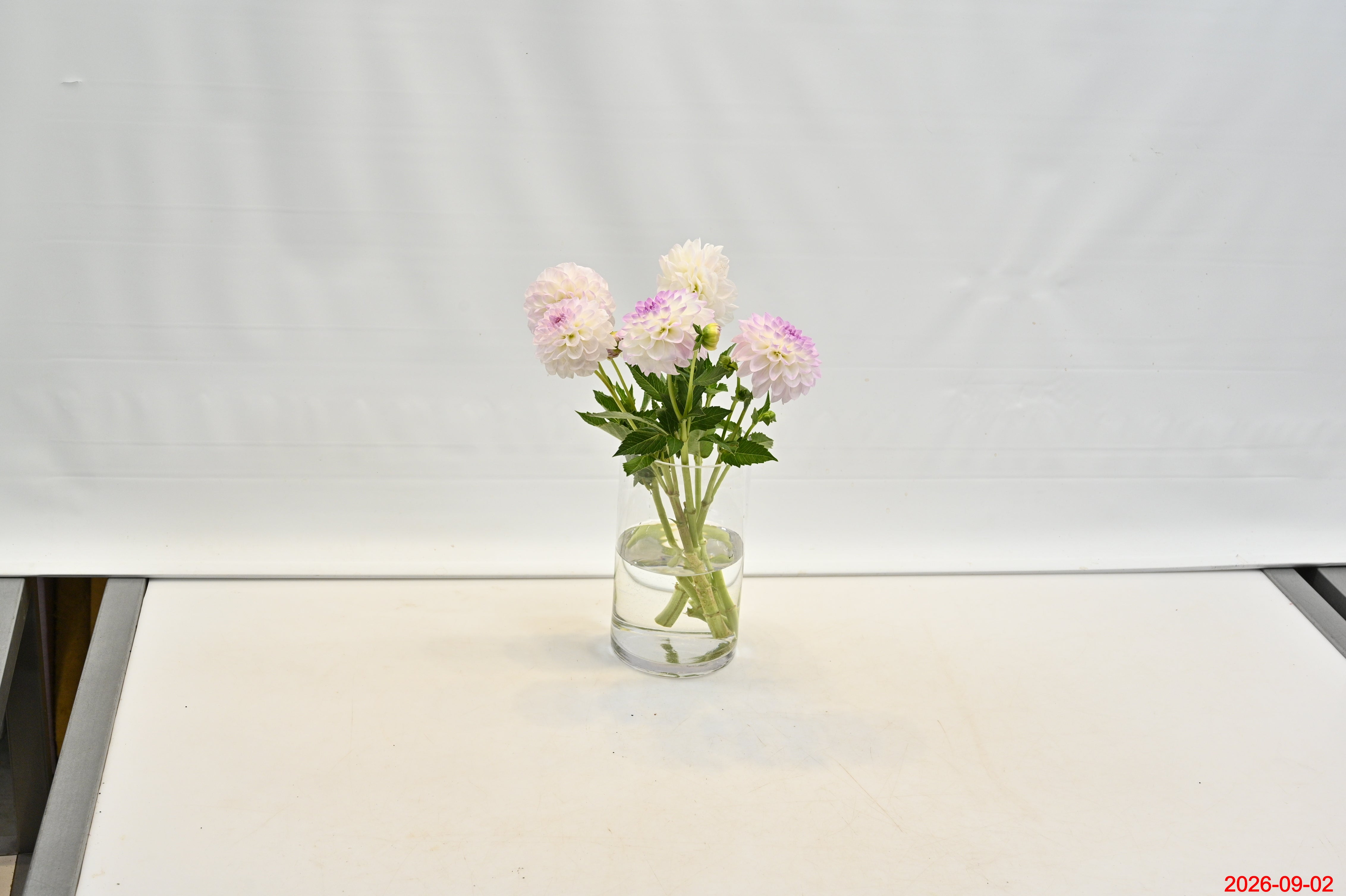DAHLIA PURPLE Large