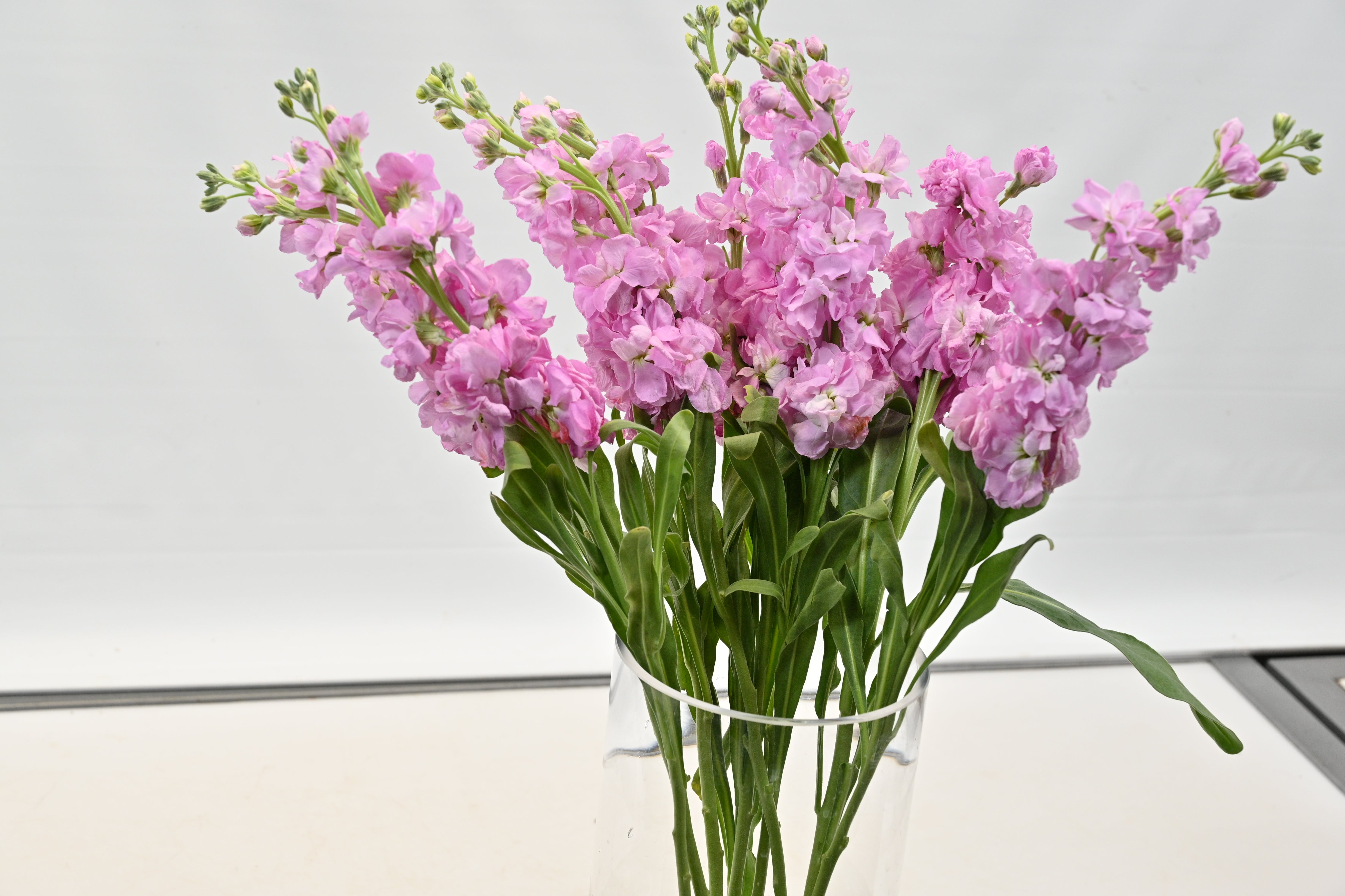 STOCK PINK Large