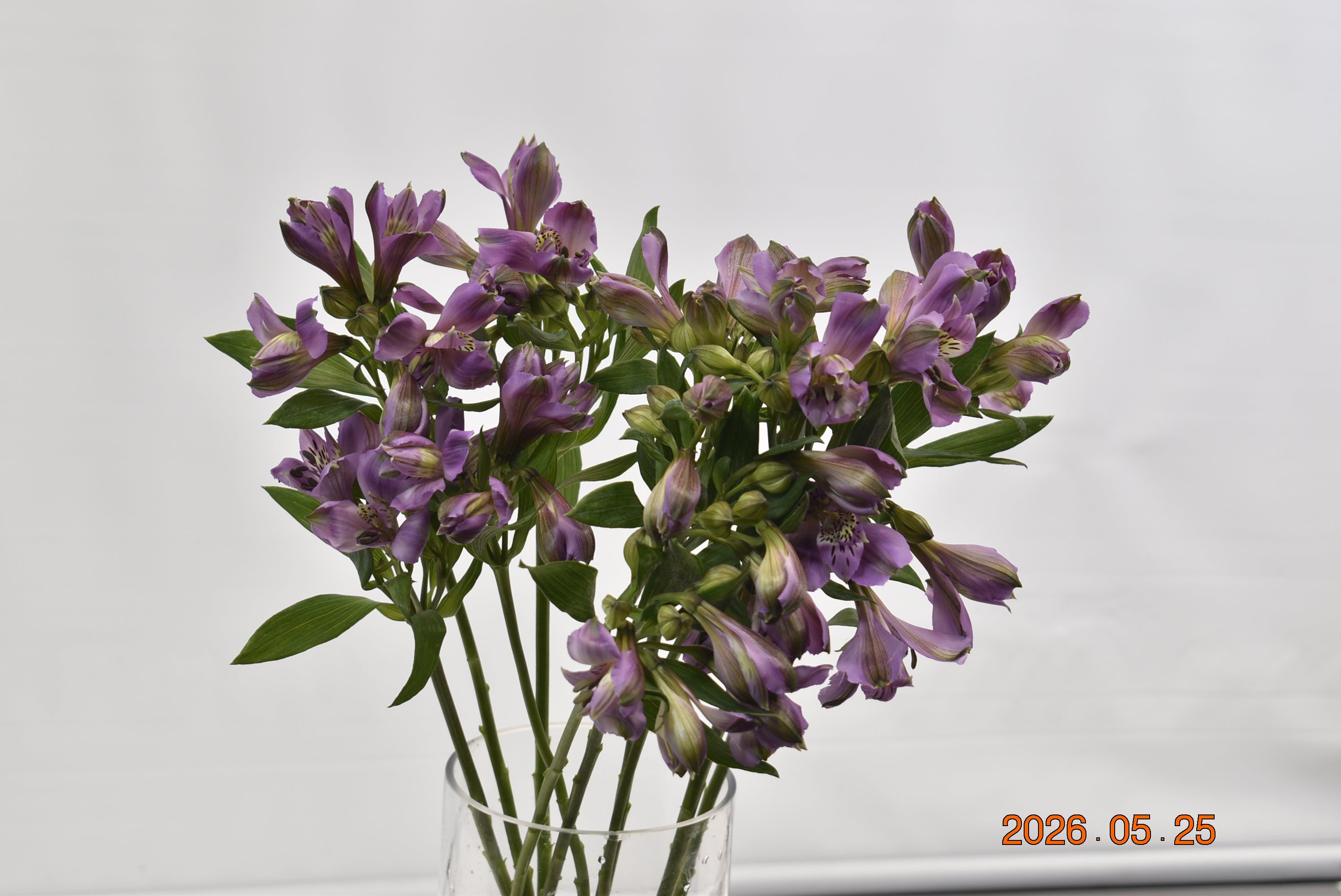 ALSTROEMERIA ALLURE Large