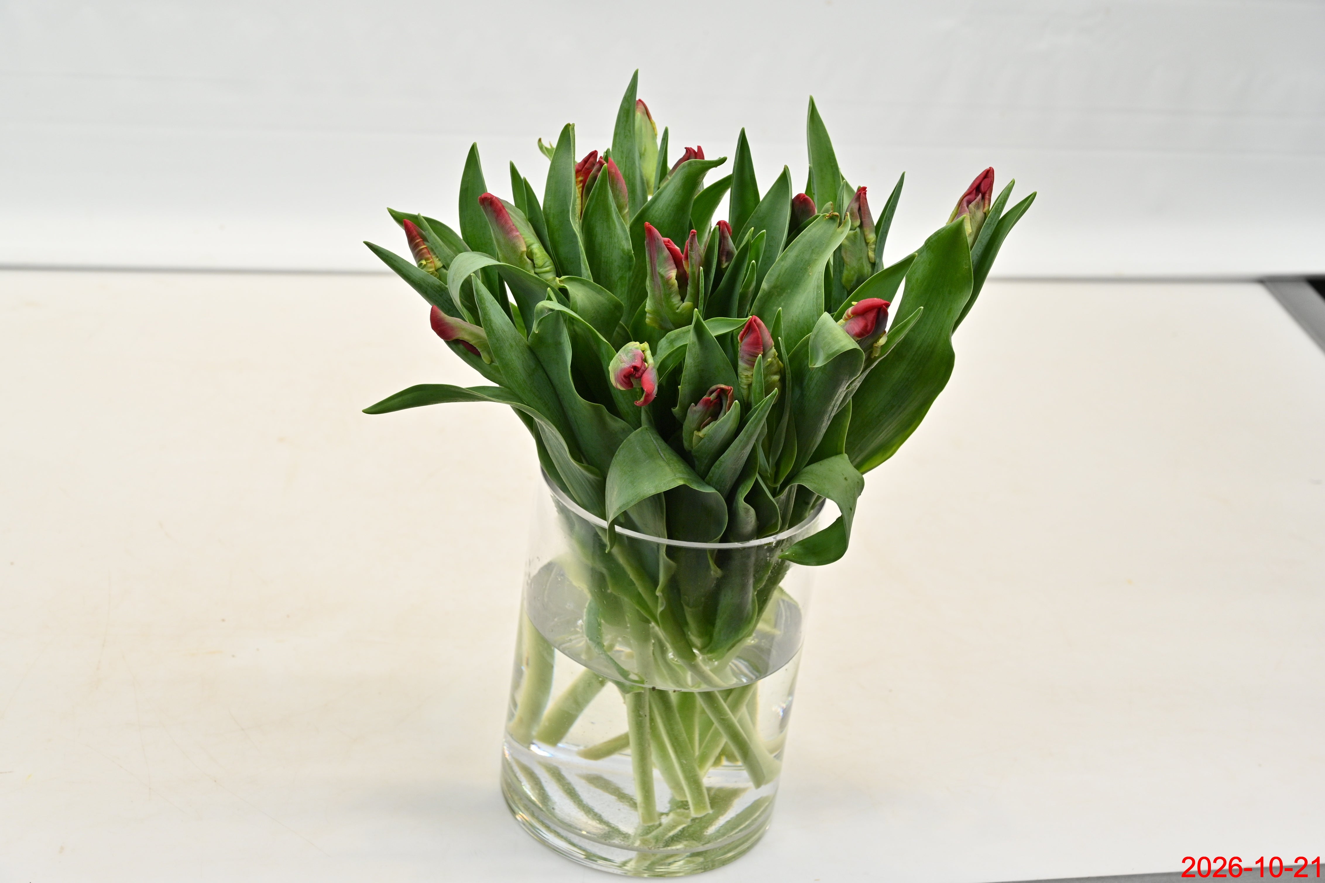 TULIP PARROT RED PARROT Large