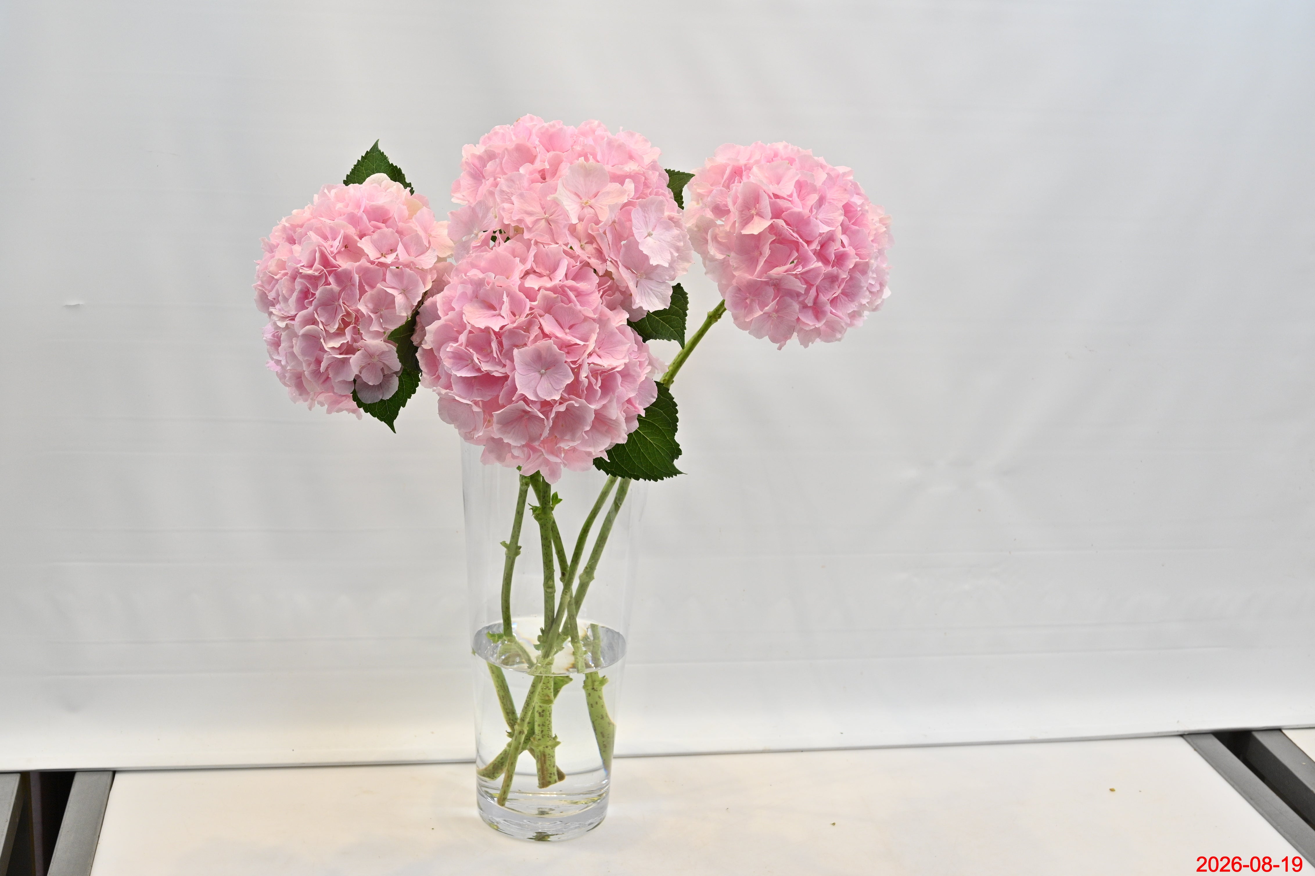HYDRANGEA PINK Large