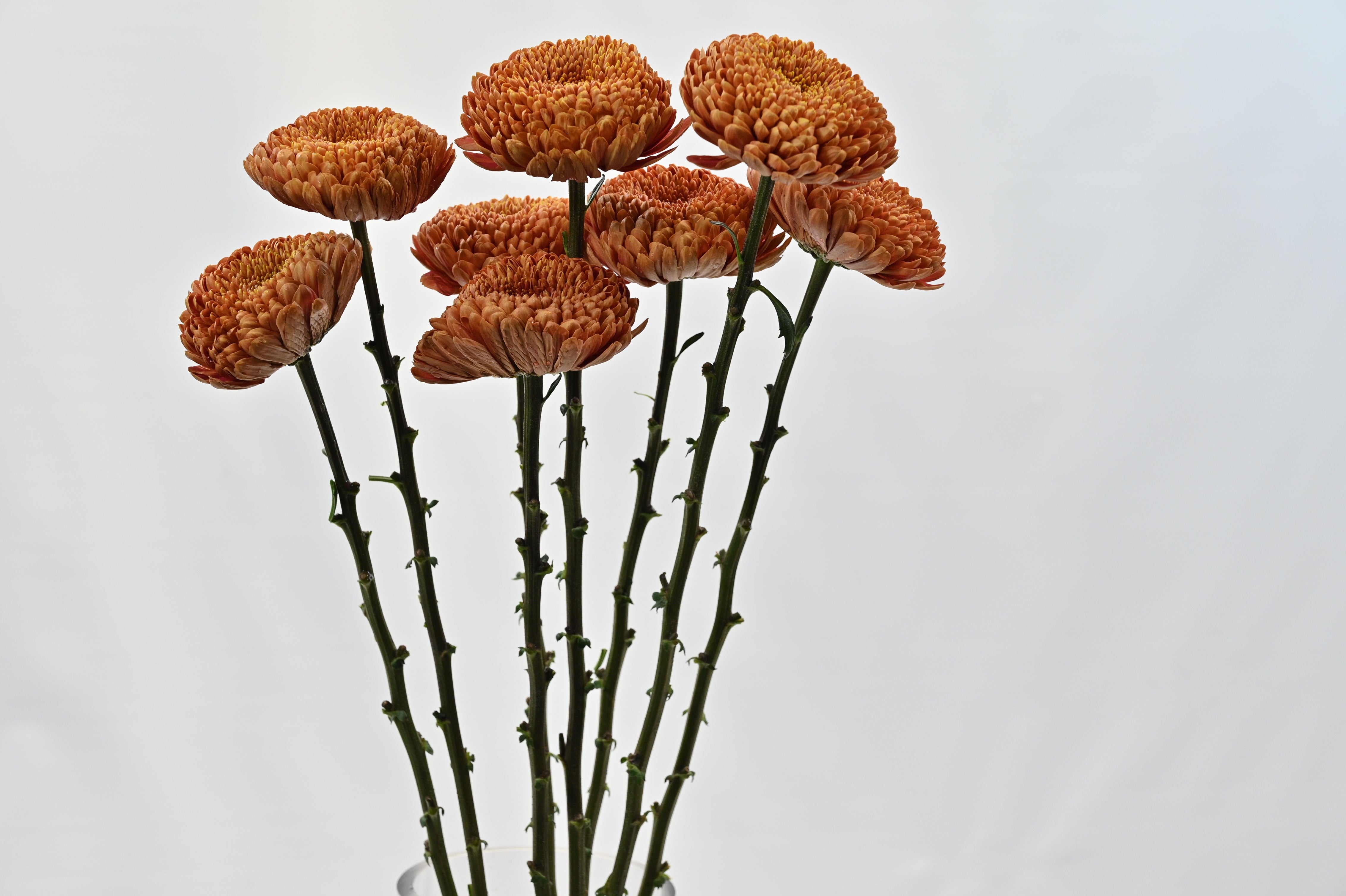 Chrysanthemum Fogata Large
