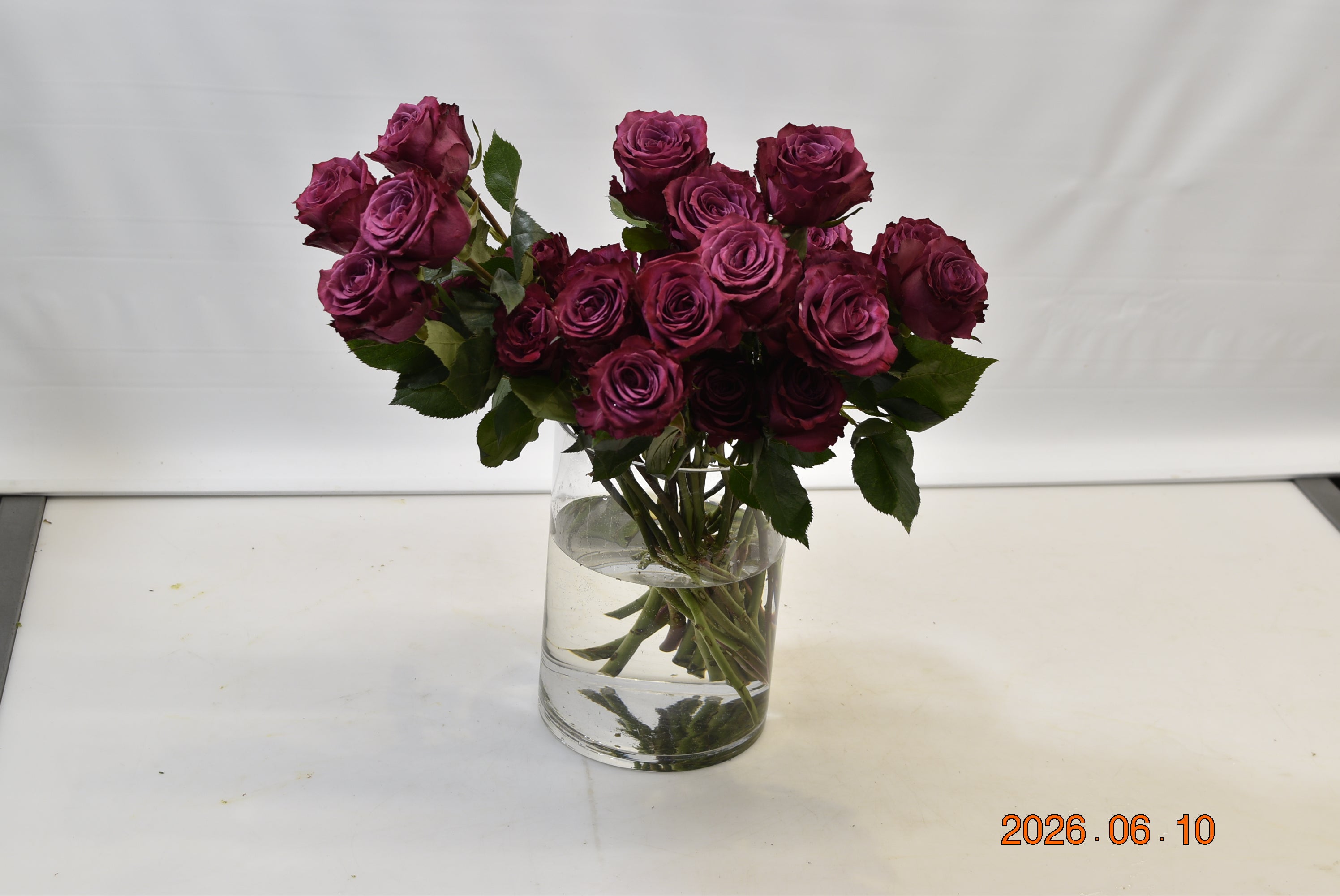 ROSE BLUEBERRY Large
