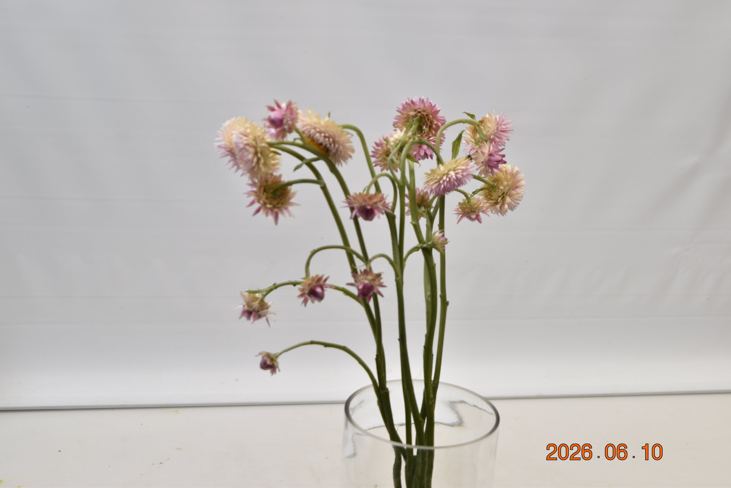 Strawflower Assorted Large