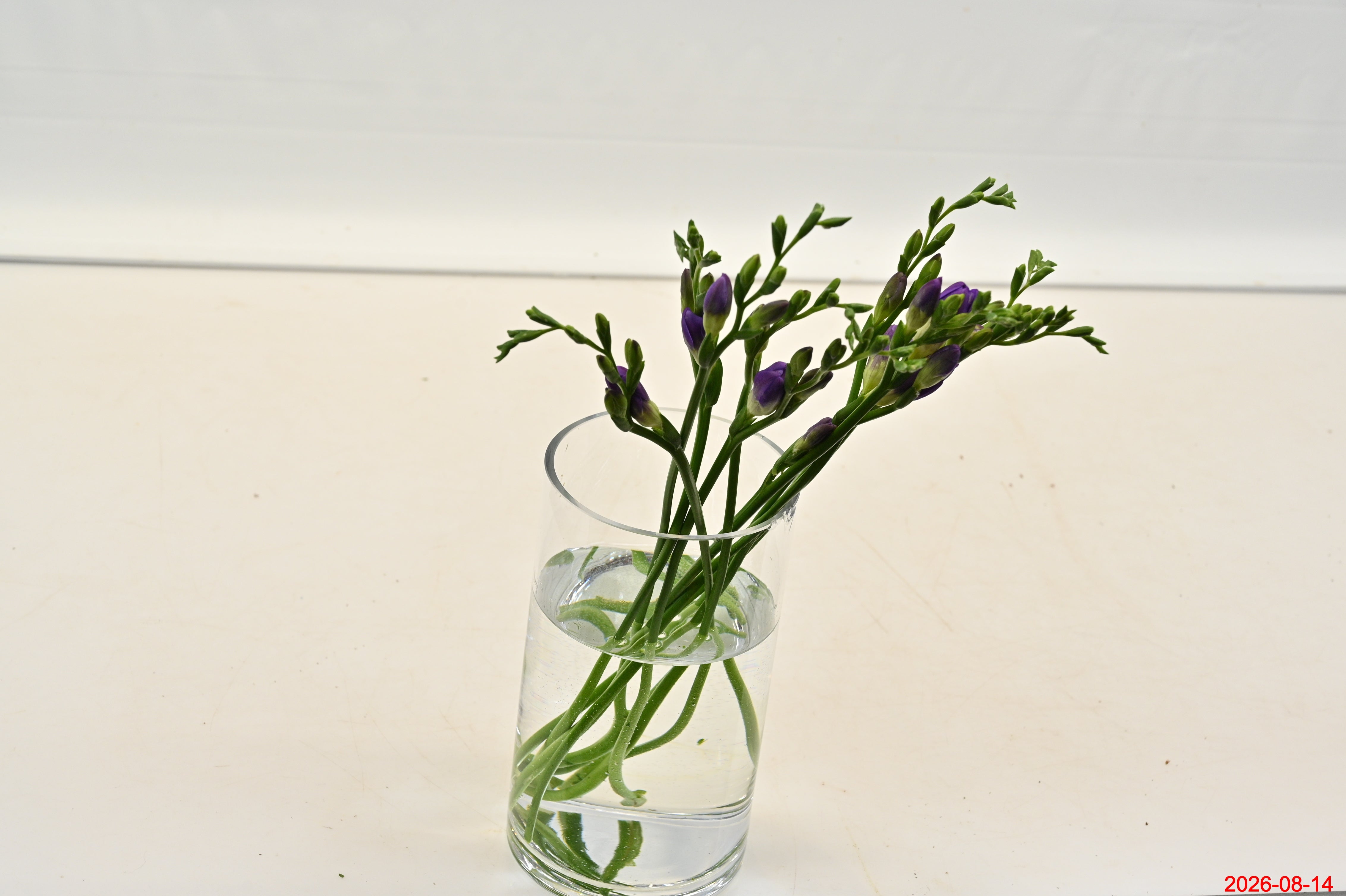 FREESIA PURPLE Large