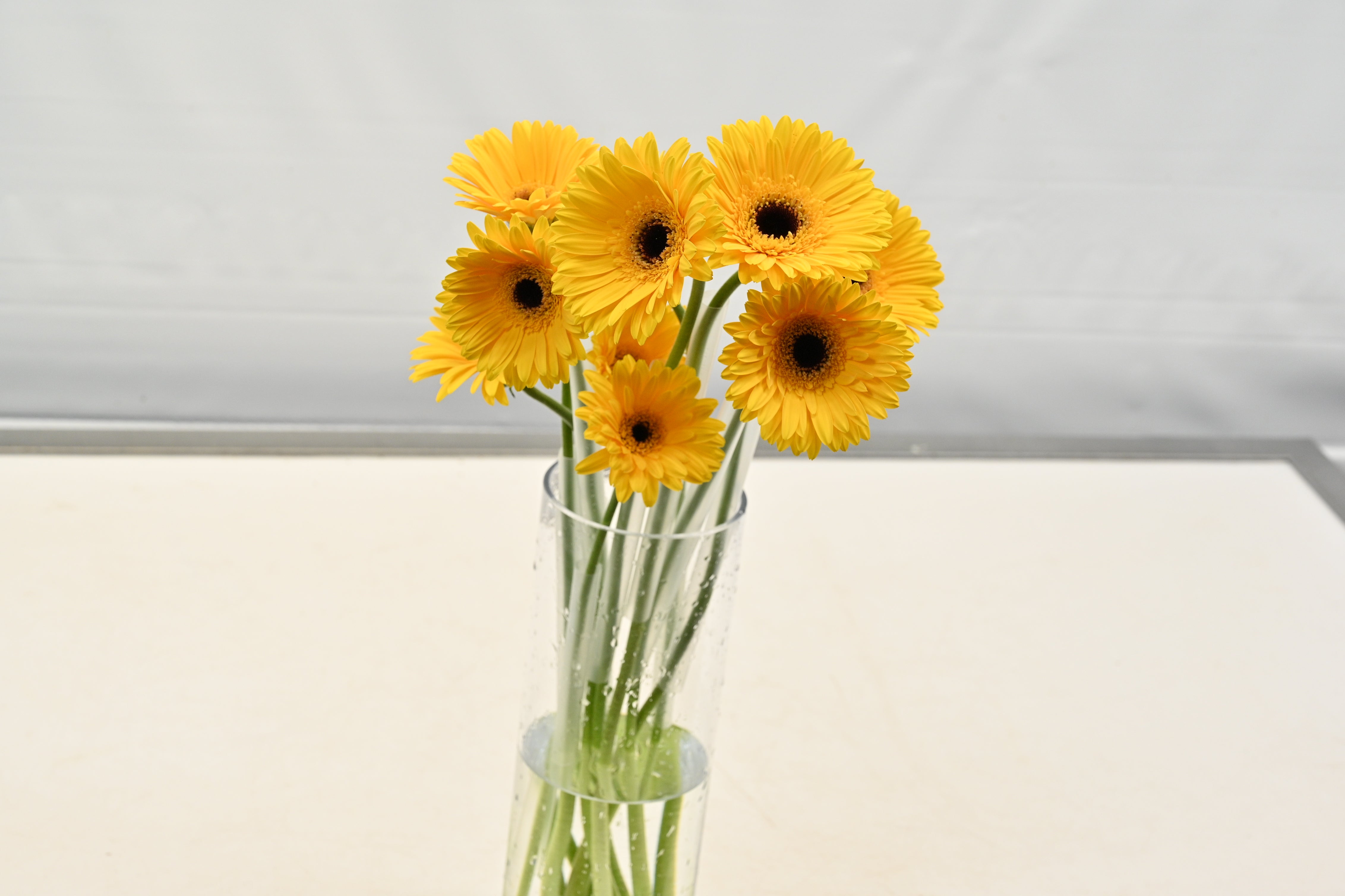 GERBERA MALONE Large