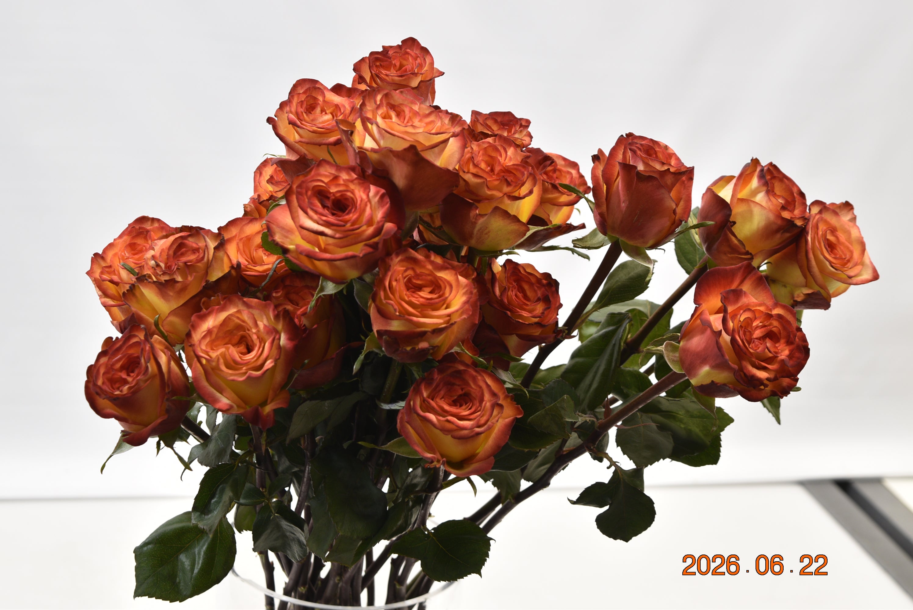 ROSE HIGH & MAGIC Large