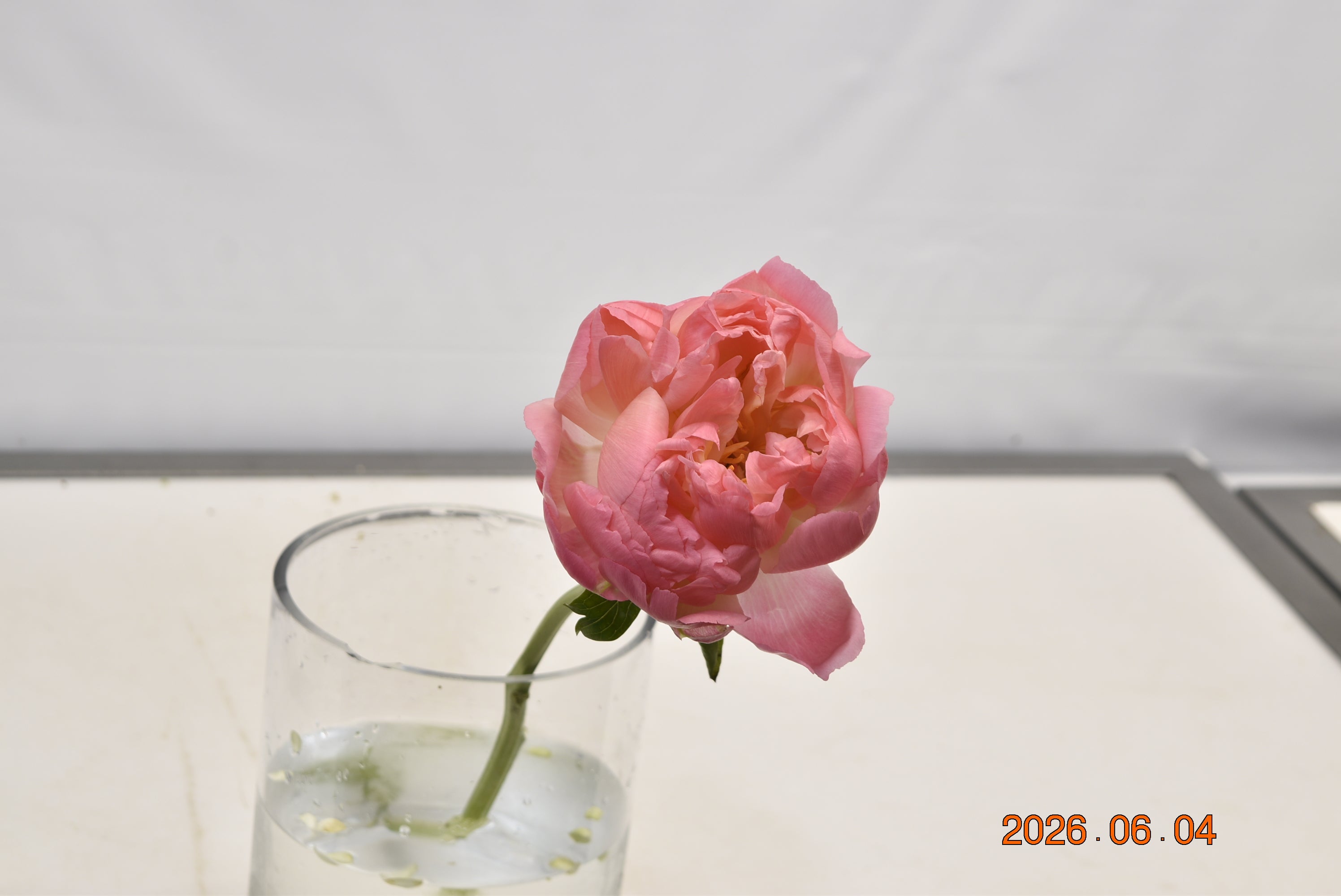 PEONY CORAL SUNSET Large