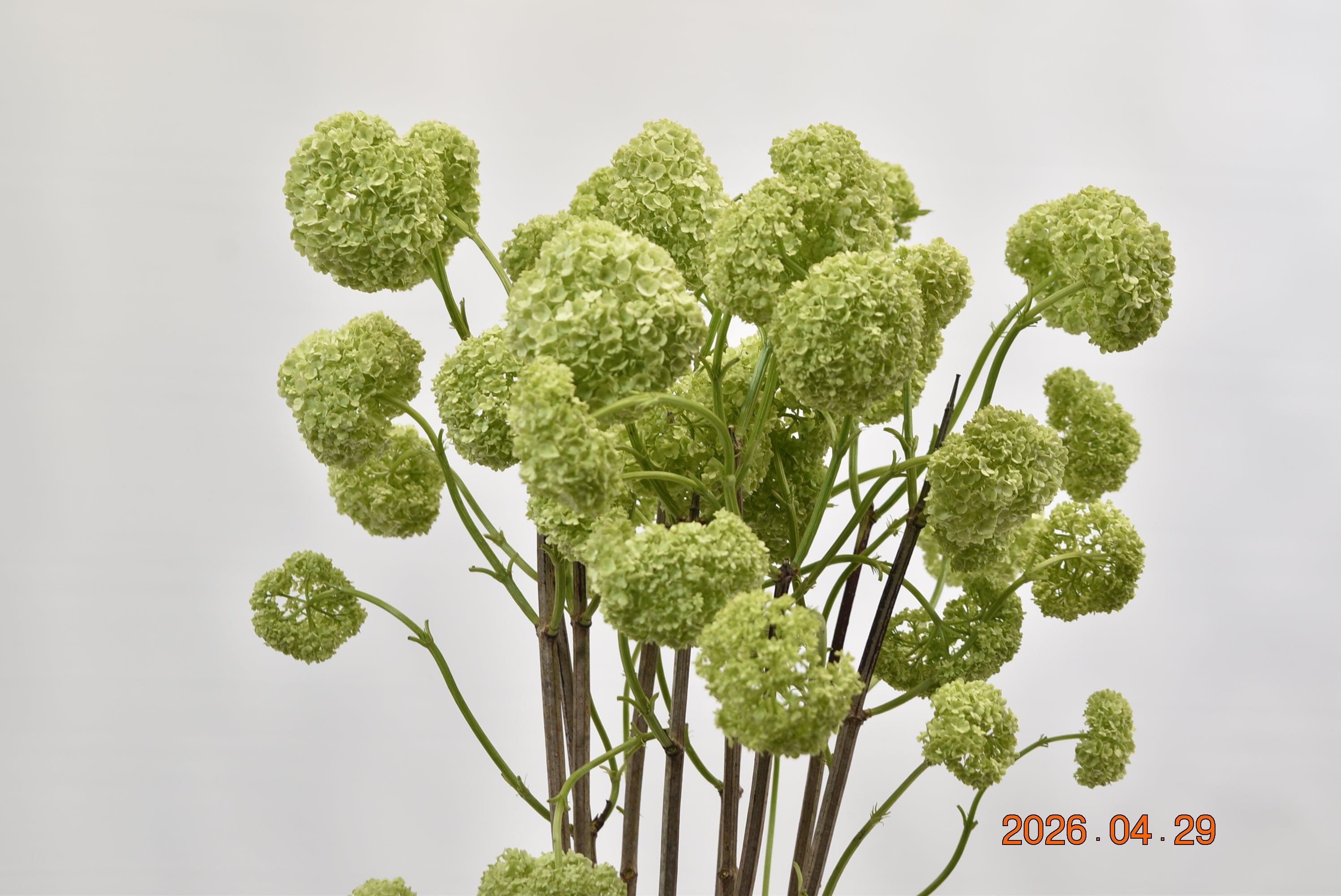 Viburnum Snowball Large