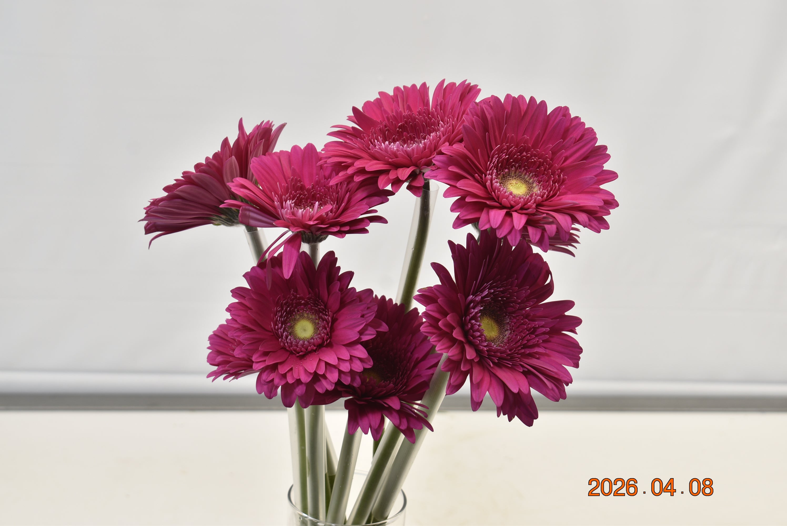Gerbera Riley Large