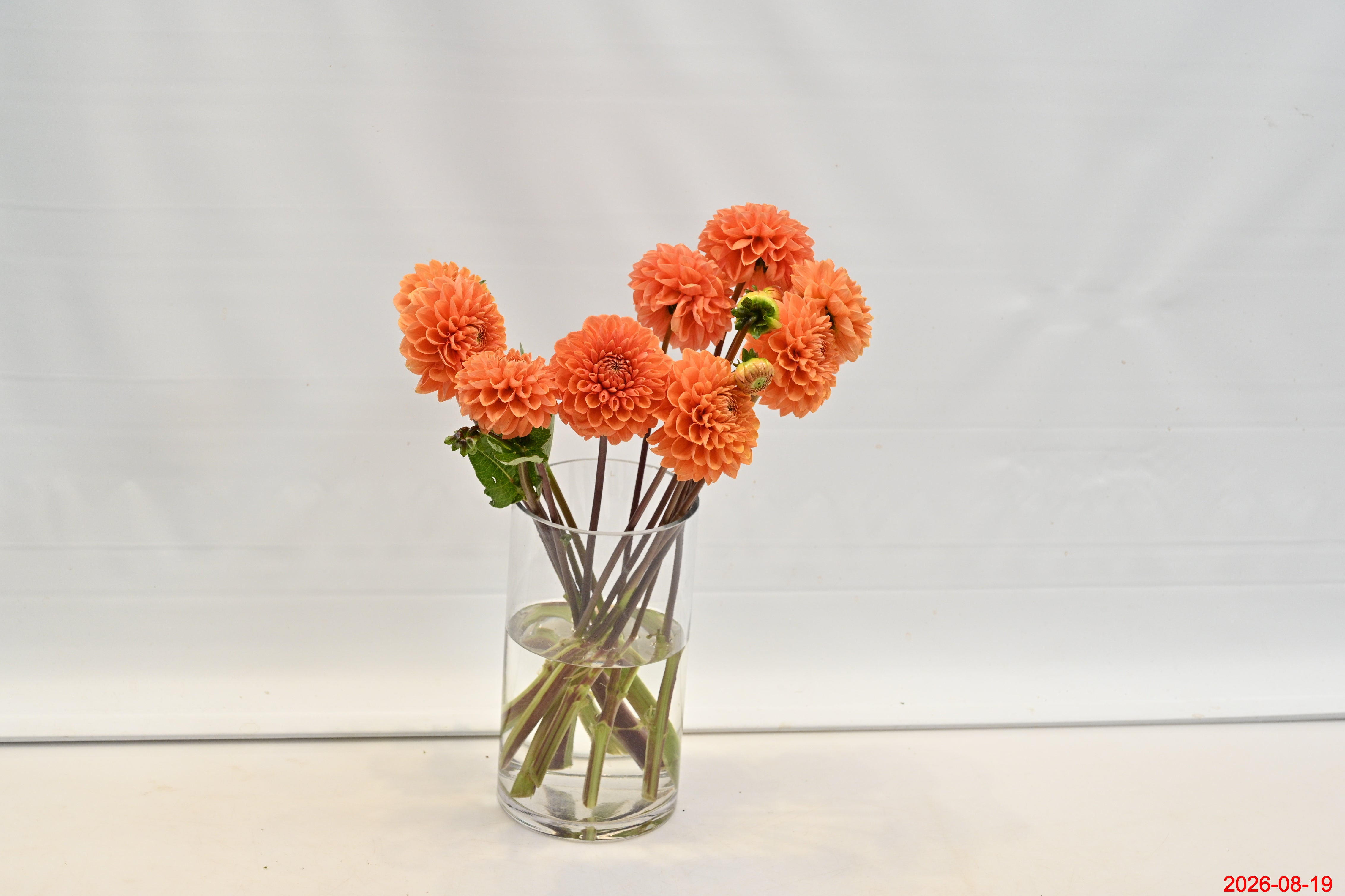 Dahlia Orange Large