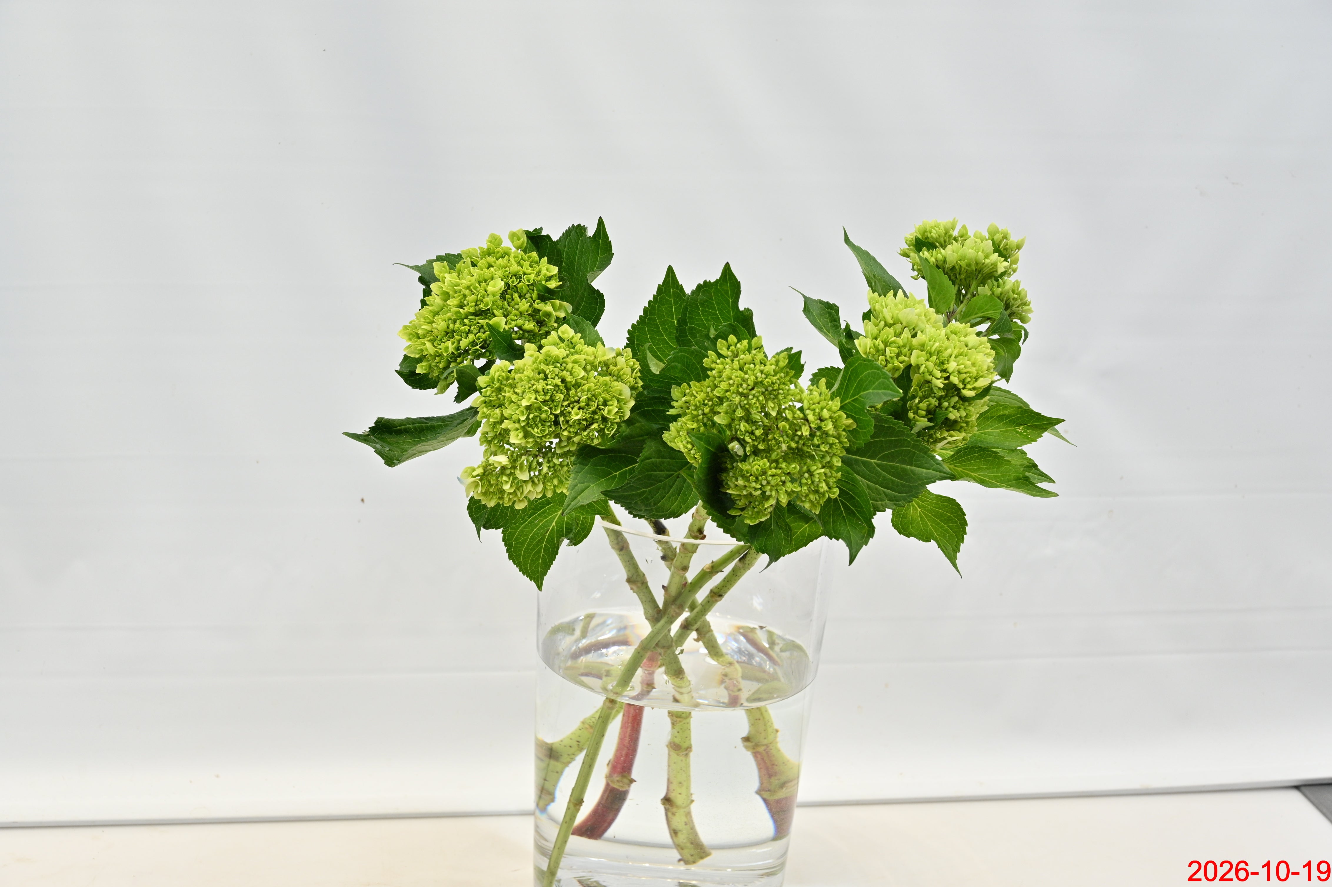 Hydrangea Green Large