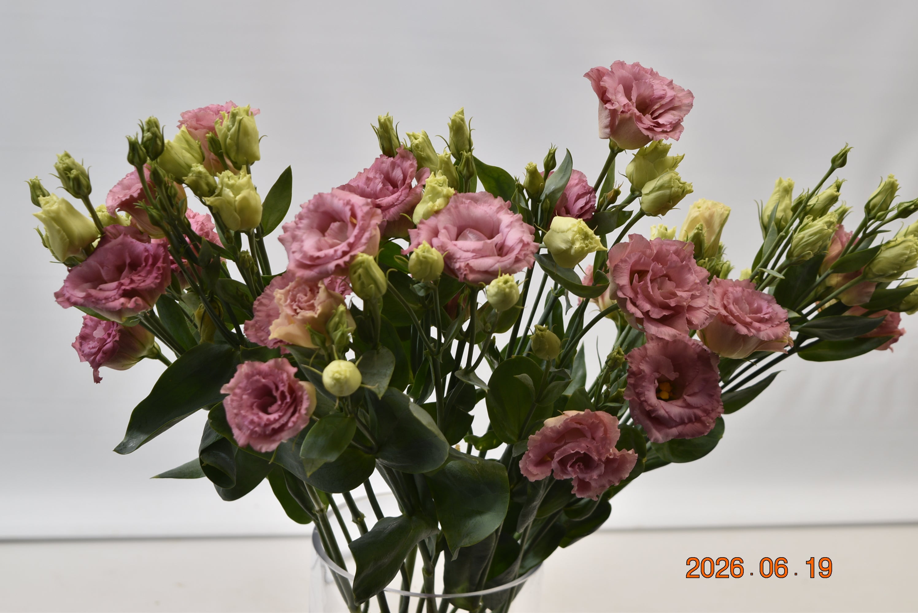 LISIANTHUS DOUBLE NOVELTY Large