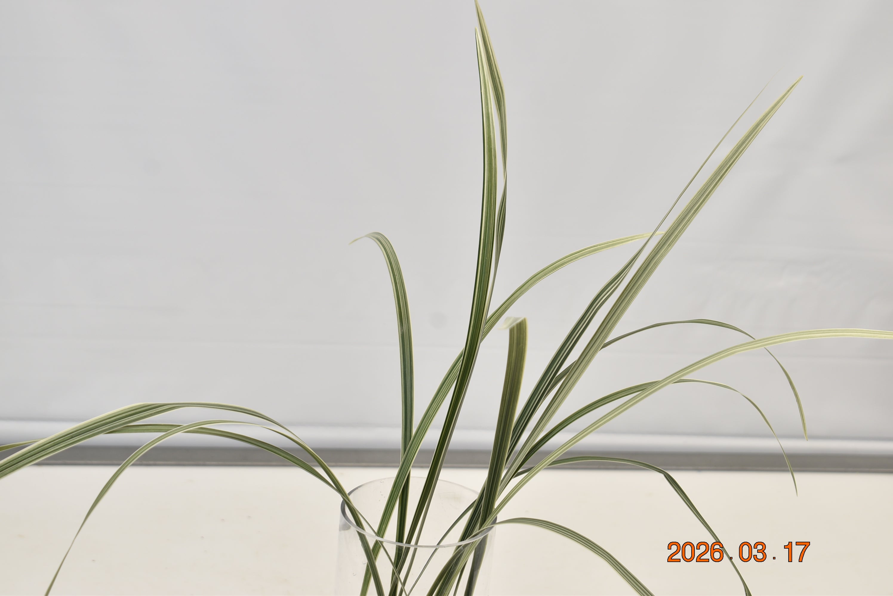 LILY GRASS VARIEGATED 30g Large