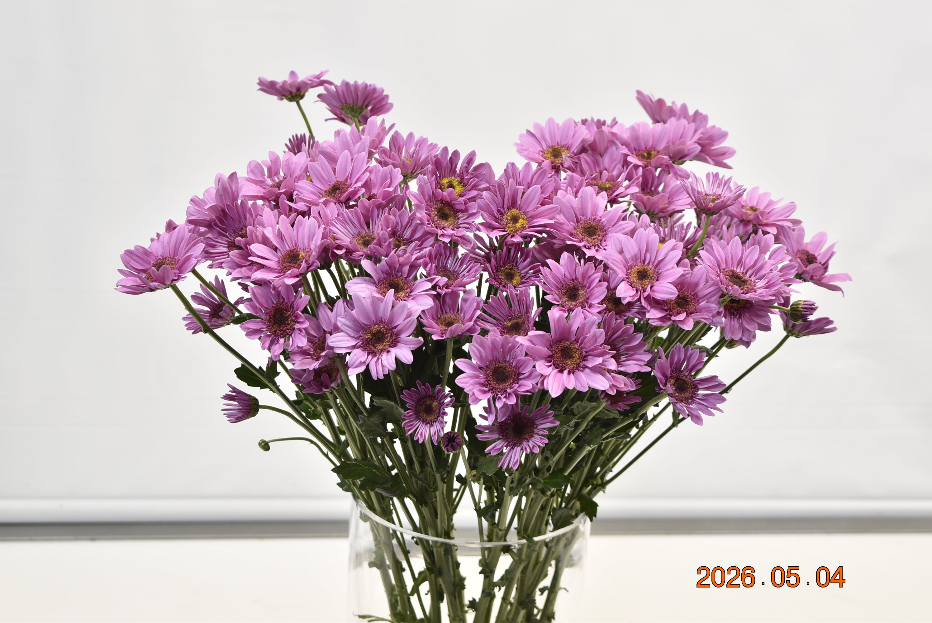CHRYSANTHEMUM DARK AMAZE Large