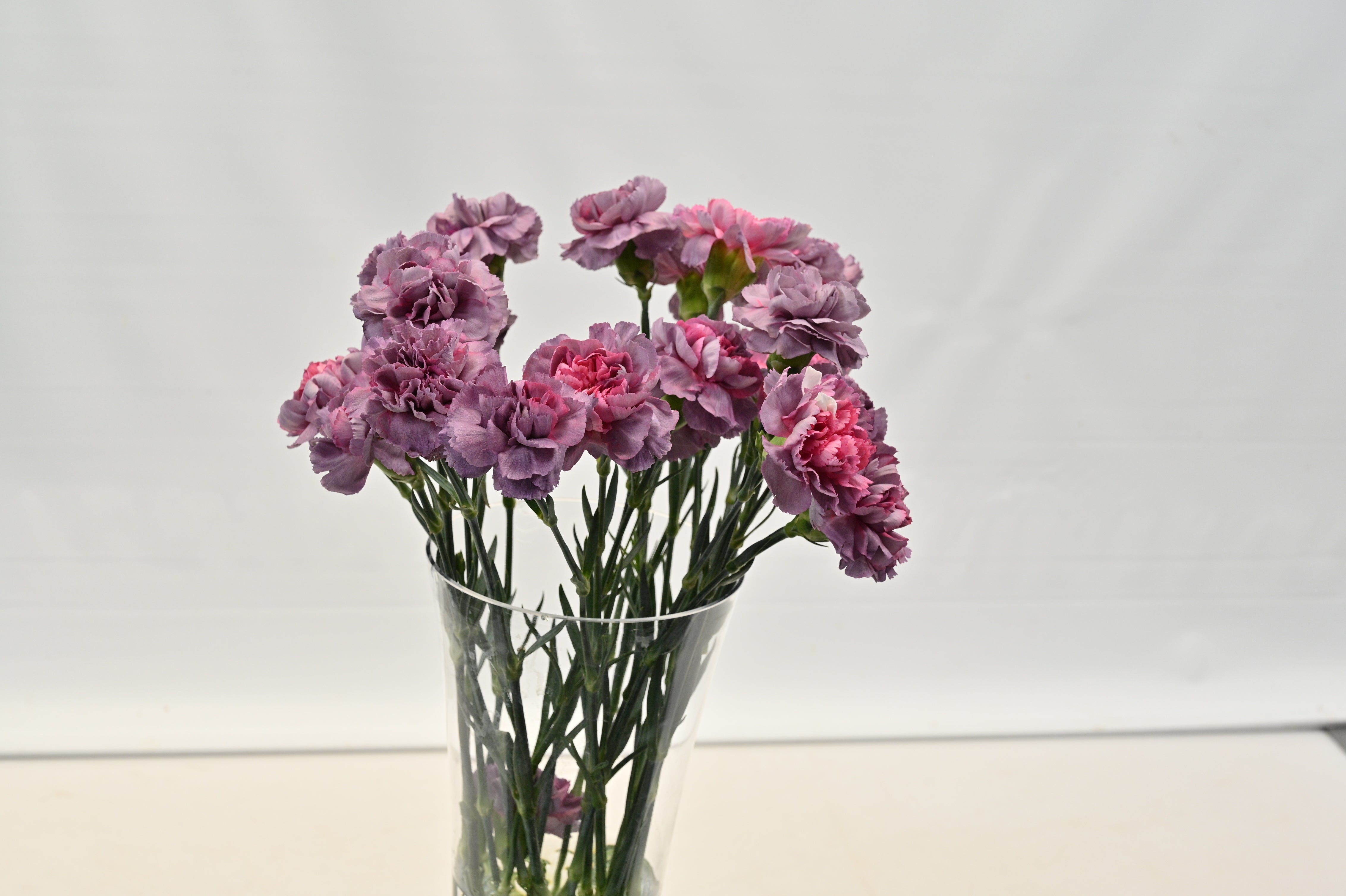 CARNATION NOVELTY Large