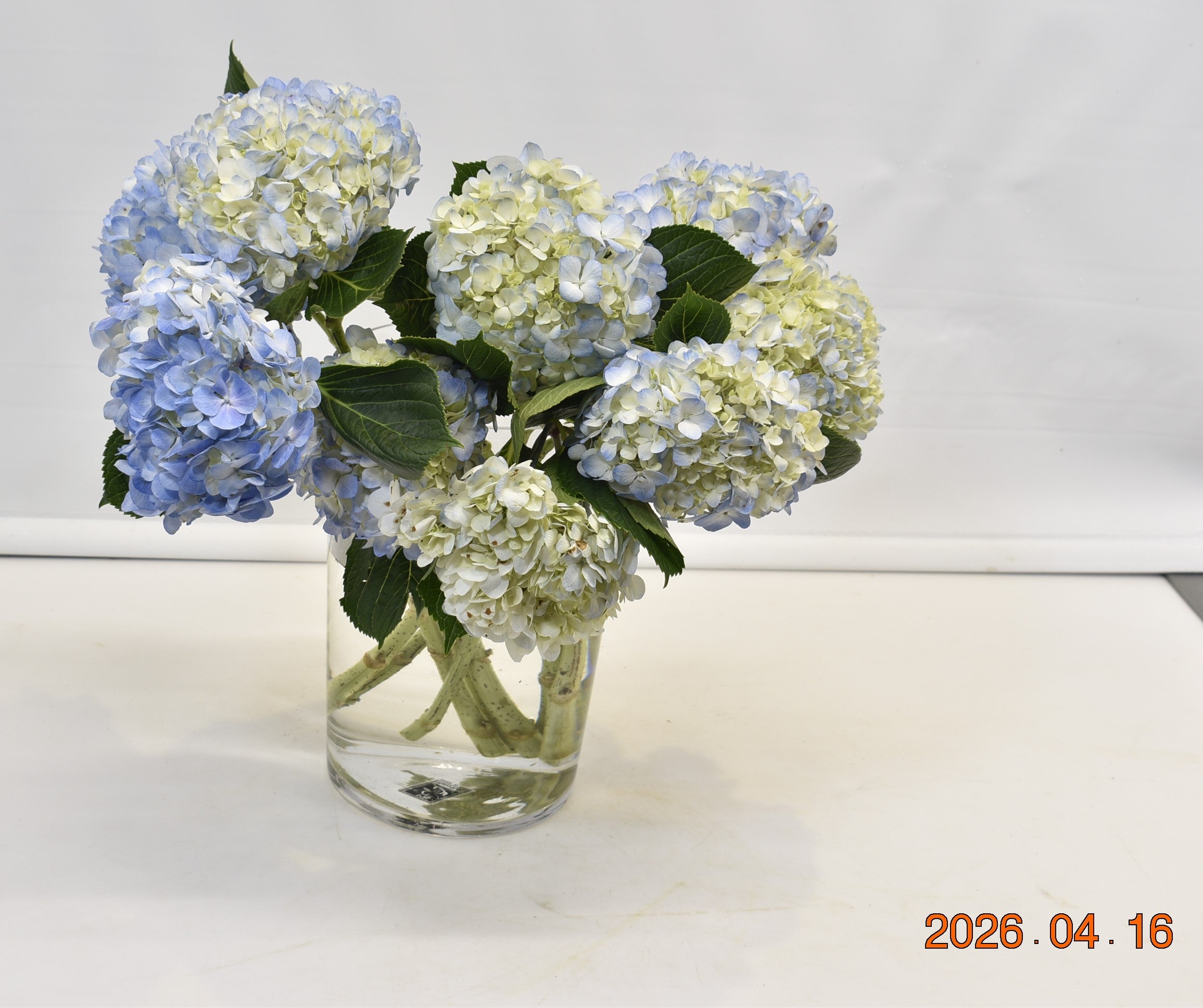 HYDRANGEA SHOCKING BLUE Large