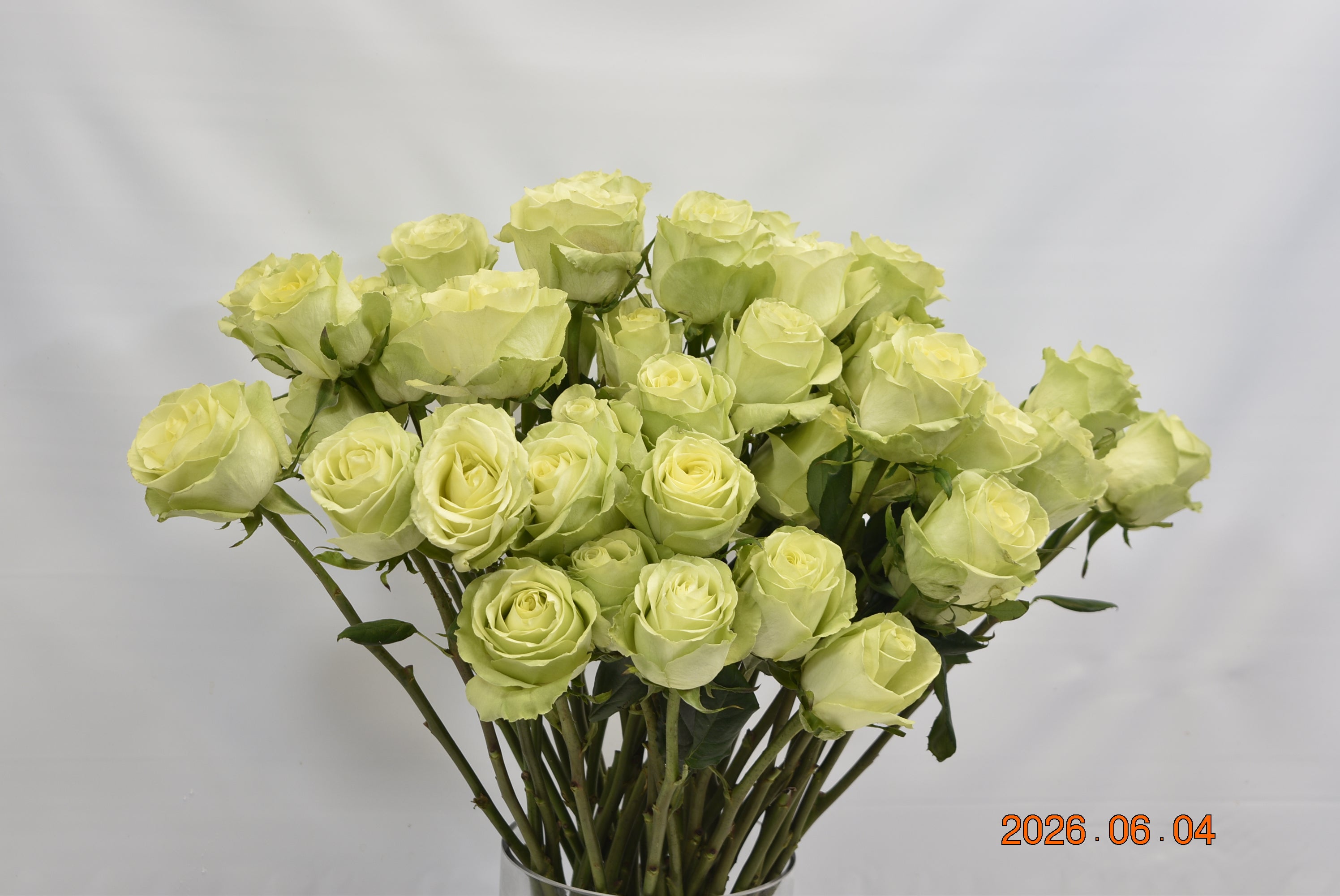 ROSE LEMONADE Large