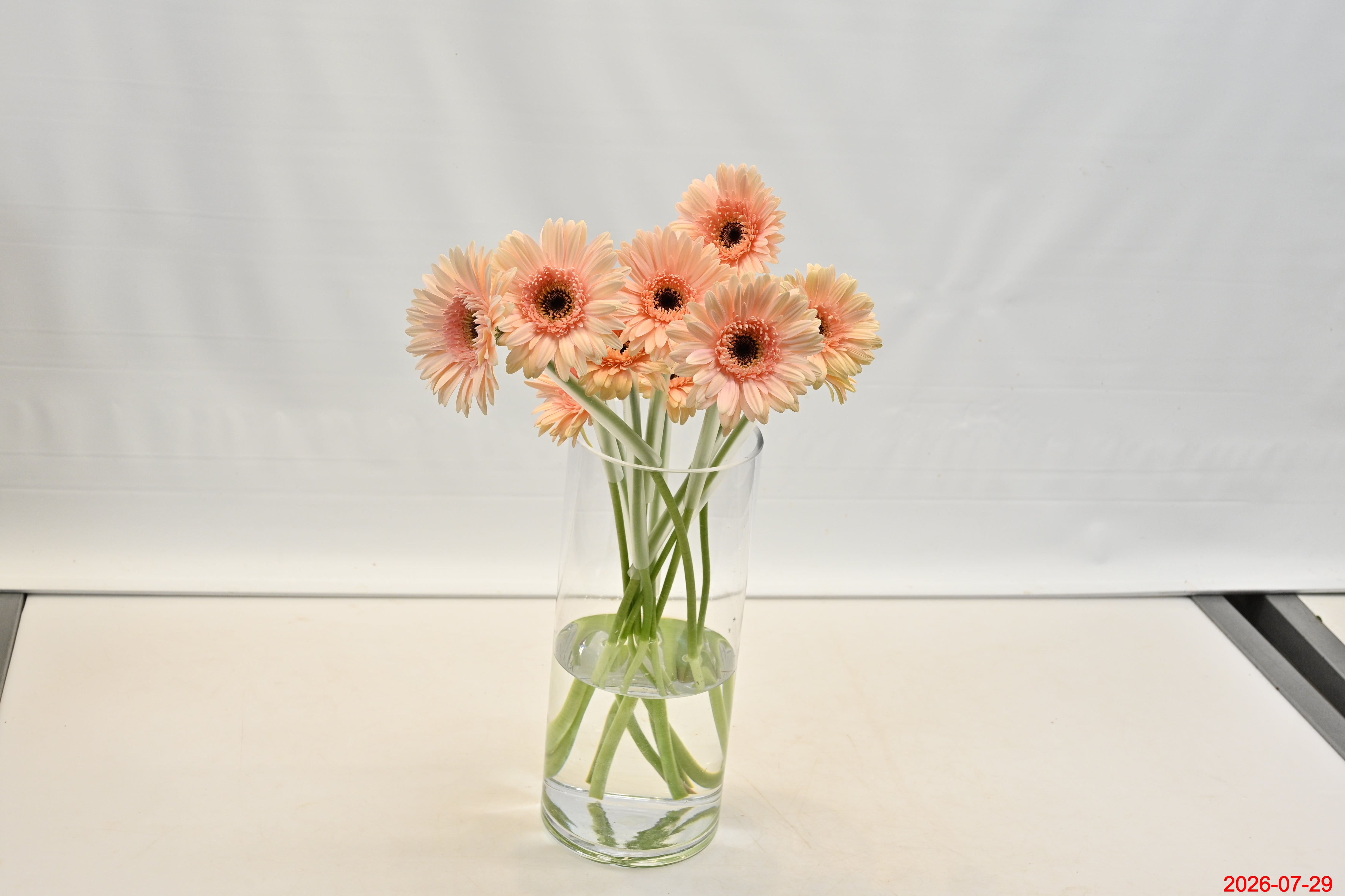 Gerbera Cafe Del Mar Large