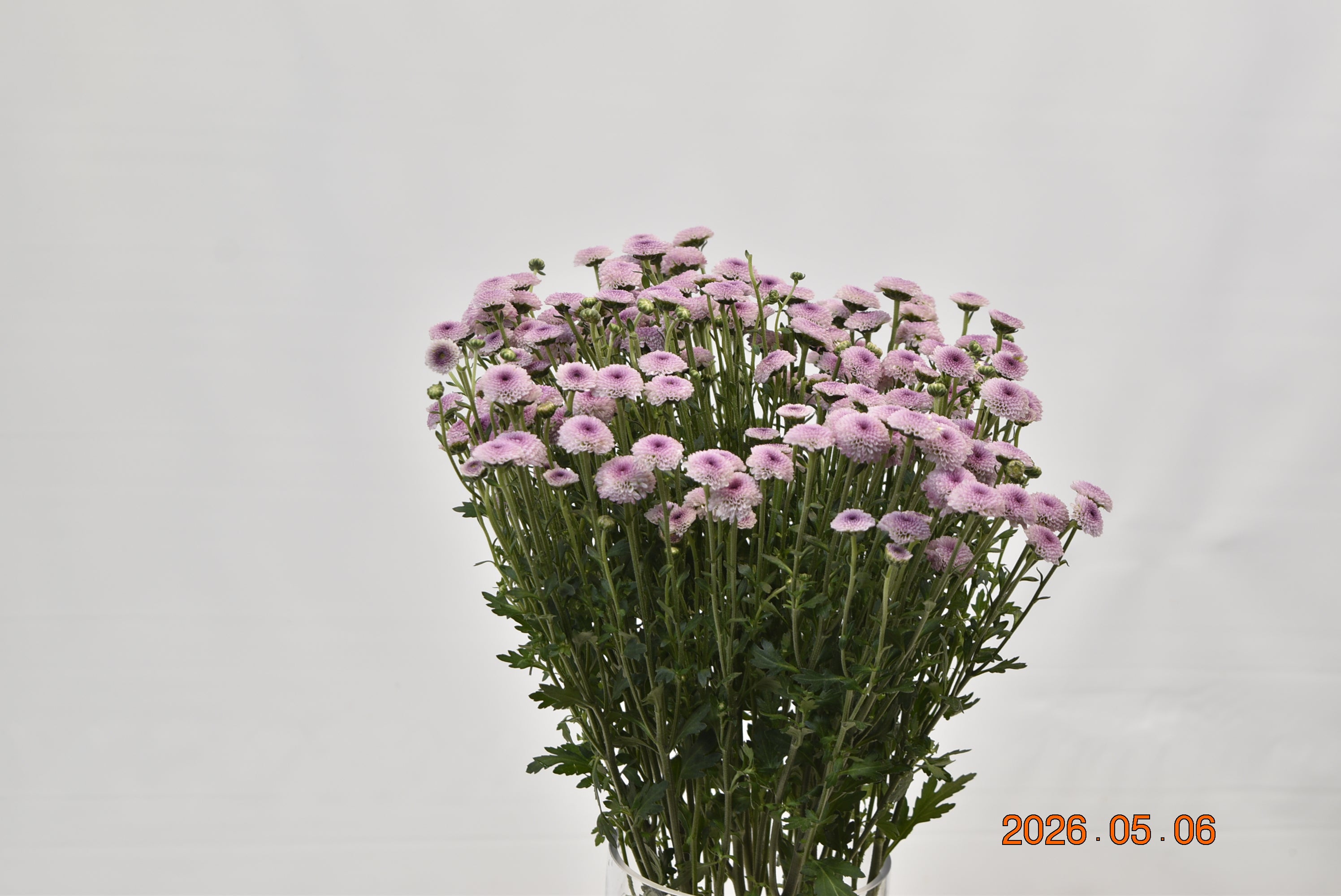 Chrysanthemum Santini Pink Large