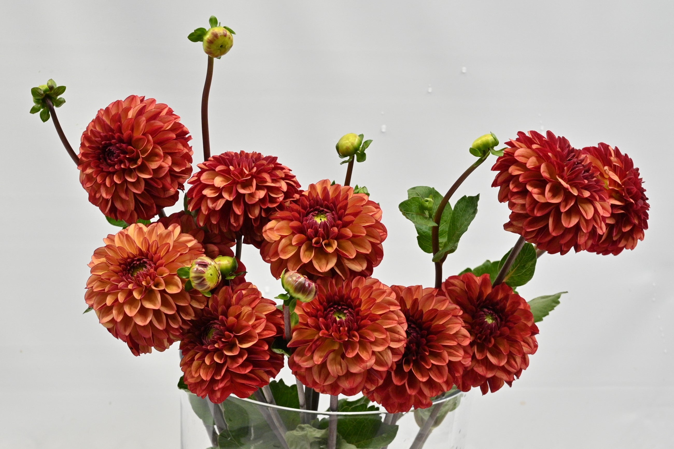 DAHLIA ASSORTED SMALL Large