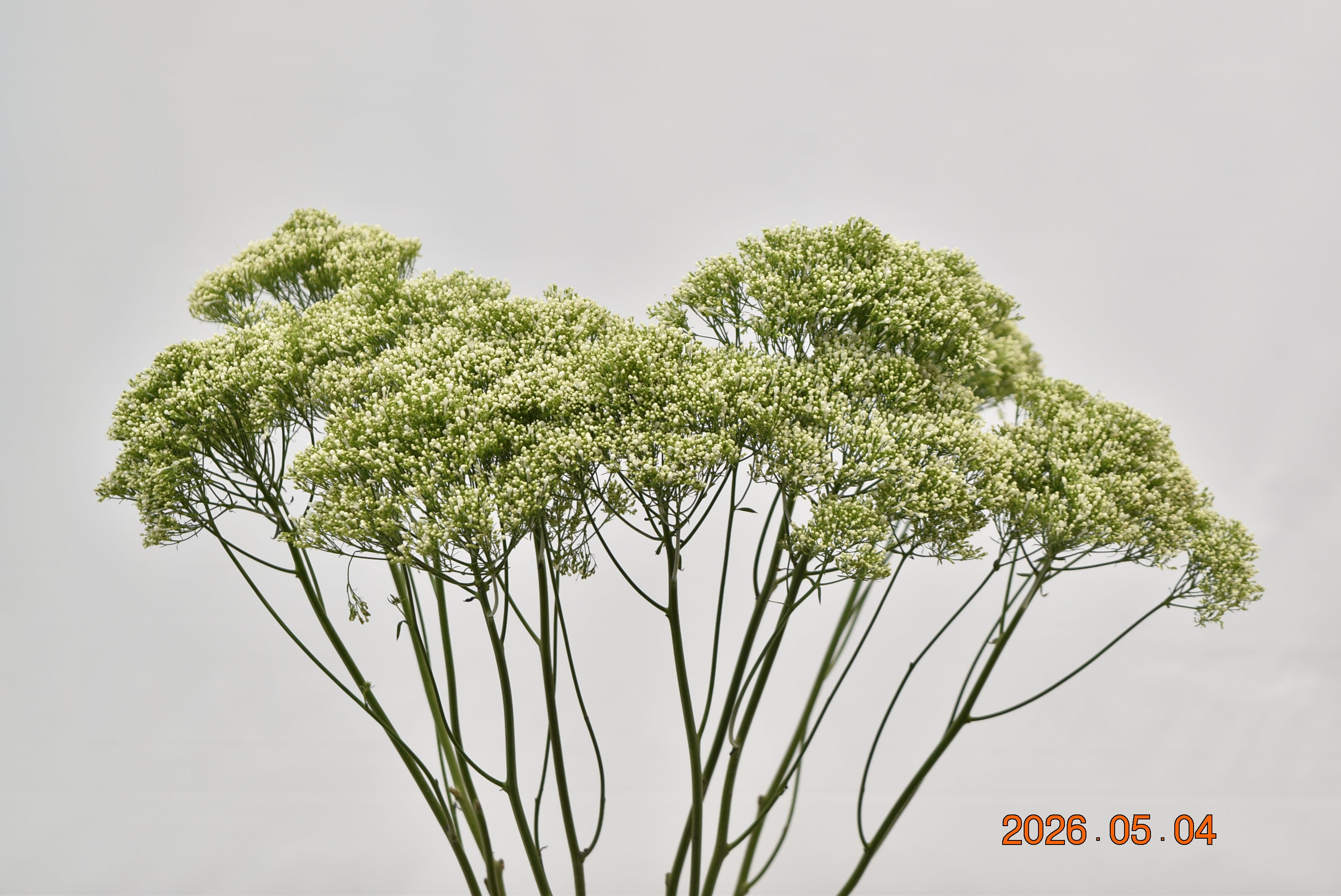 TRACHELIUM WHITE Large