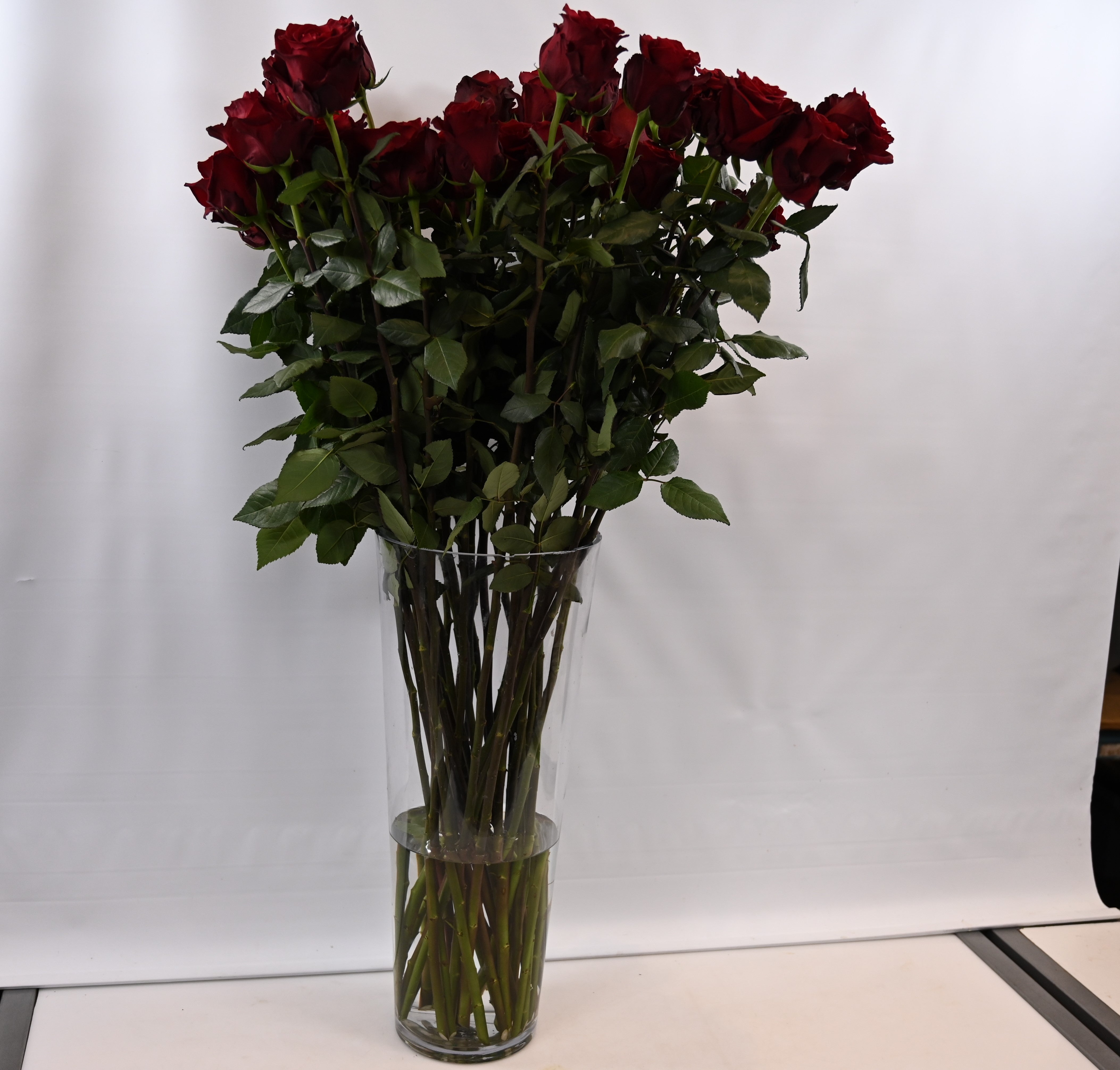 Rose Explorer 100cm Large