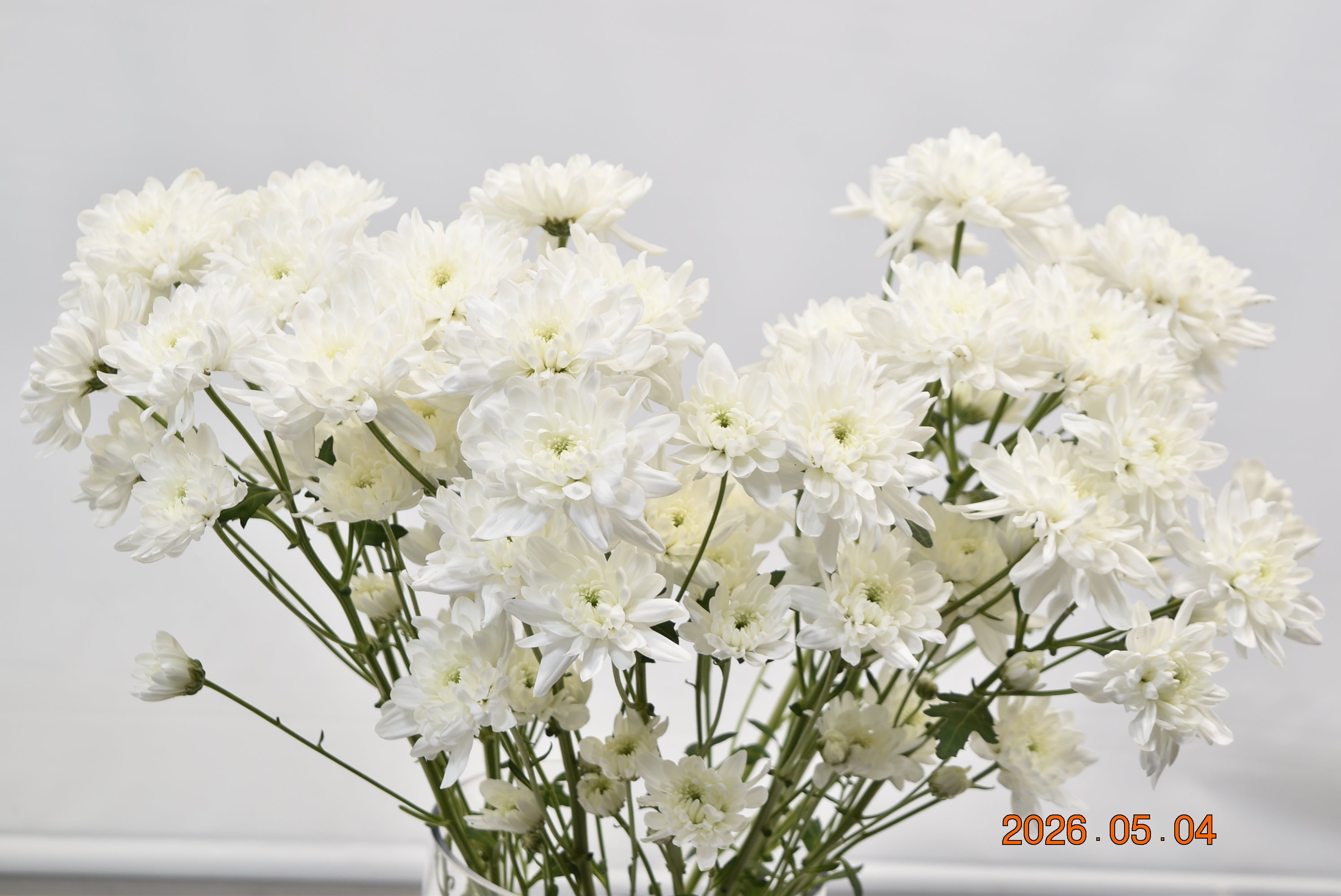 CHRYSANTHEMUM WHITE FLATS Large