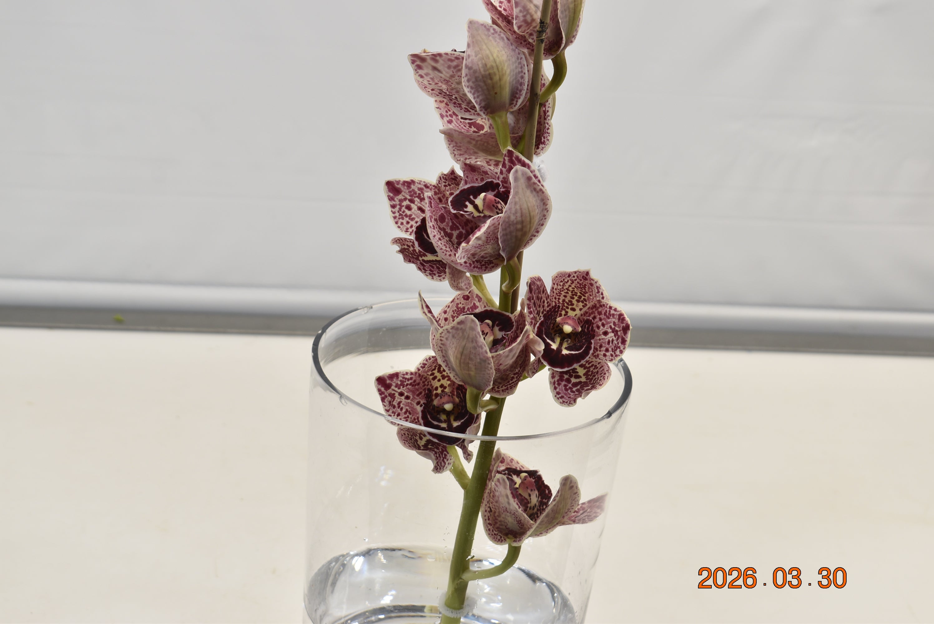 CYMBIDIUM NOVELTY PER BLOOM Large
