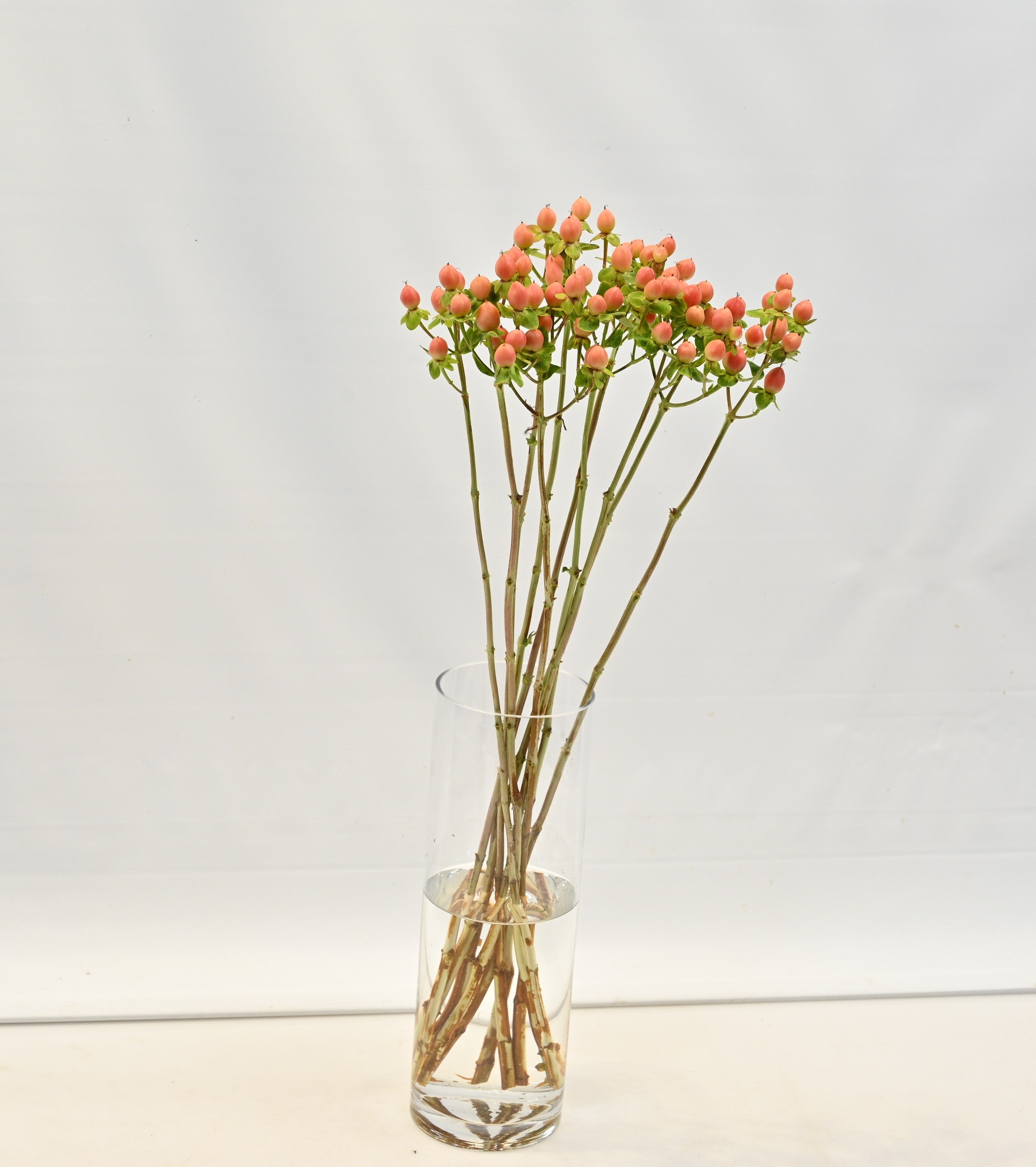 HYPERICUM COCO CASINO Large