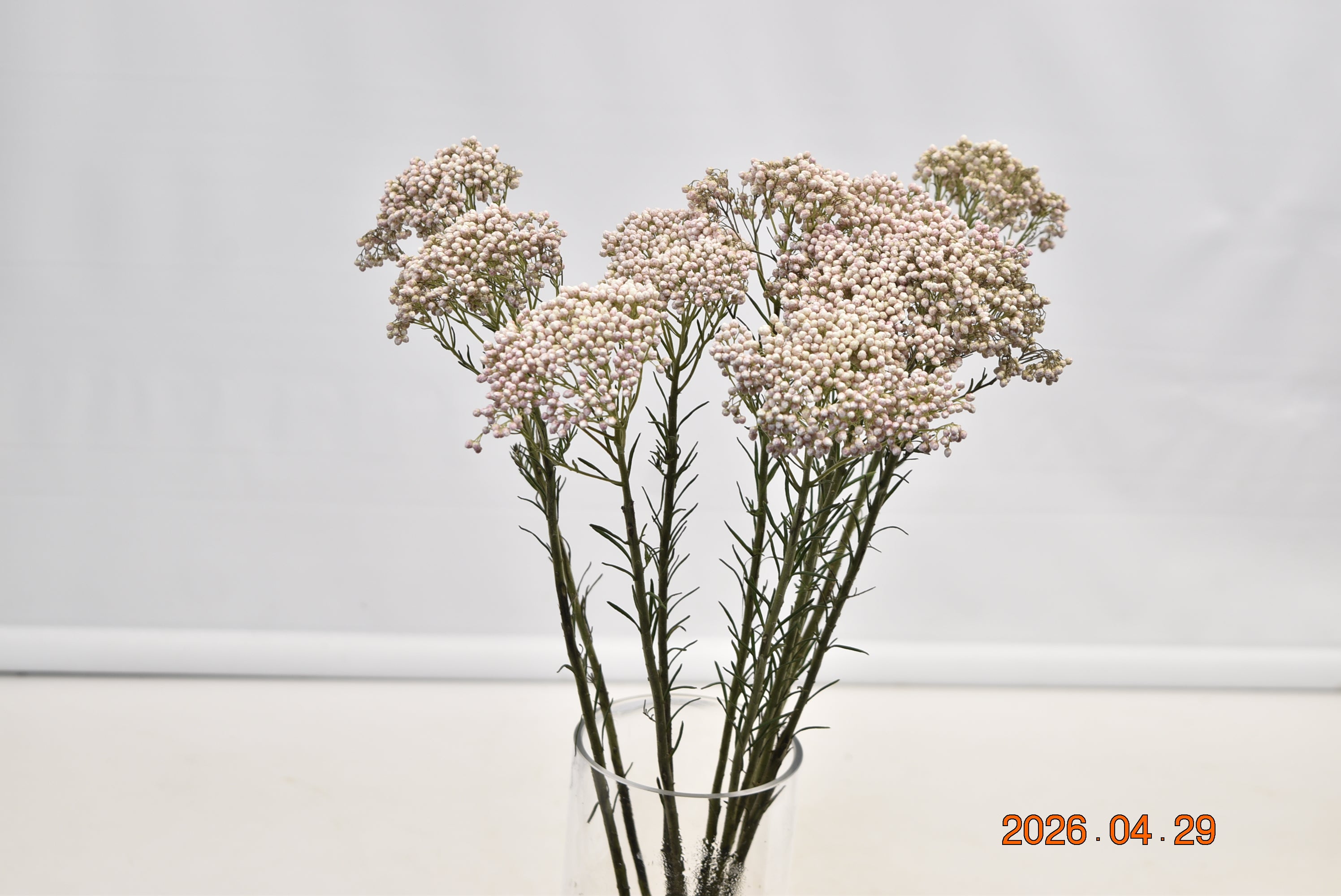 Rice Flower Victoria Pink Large