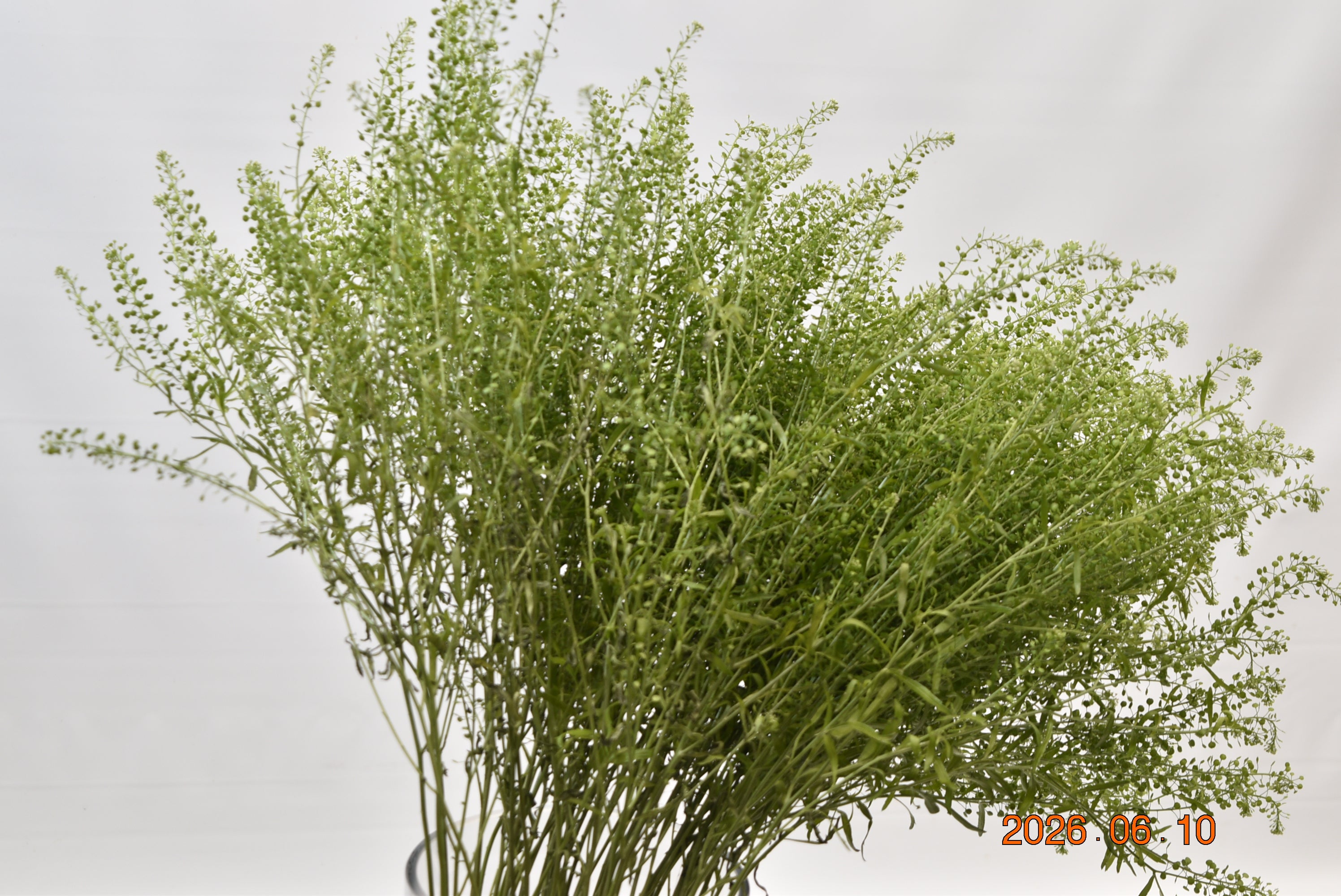 THLASPI Large