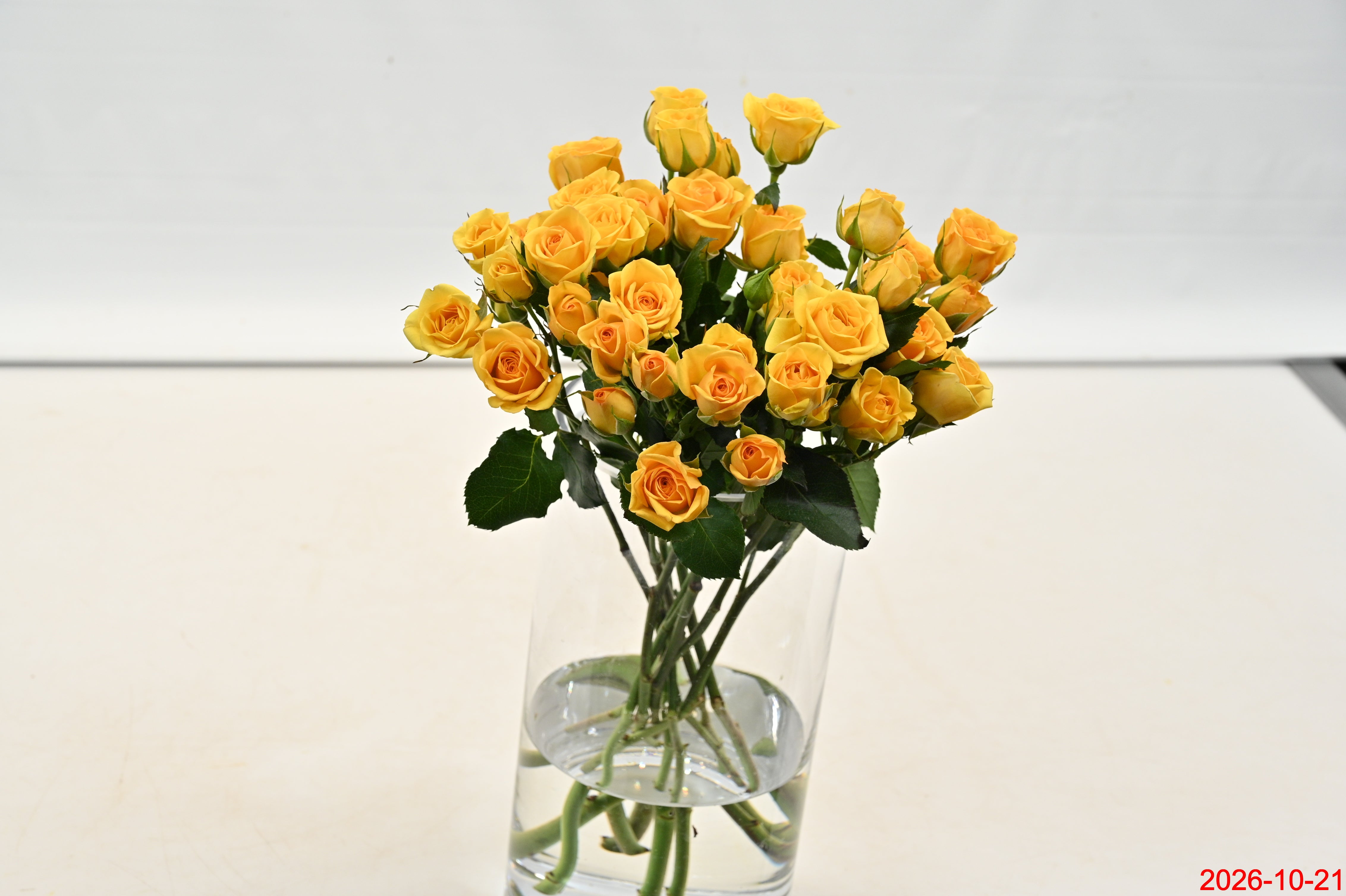 ROSE YELLOW BABE Large