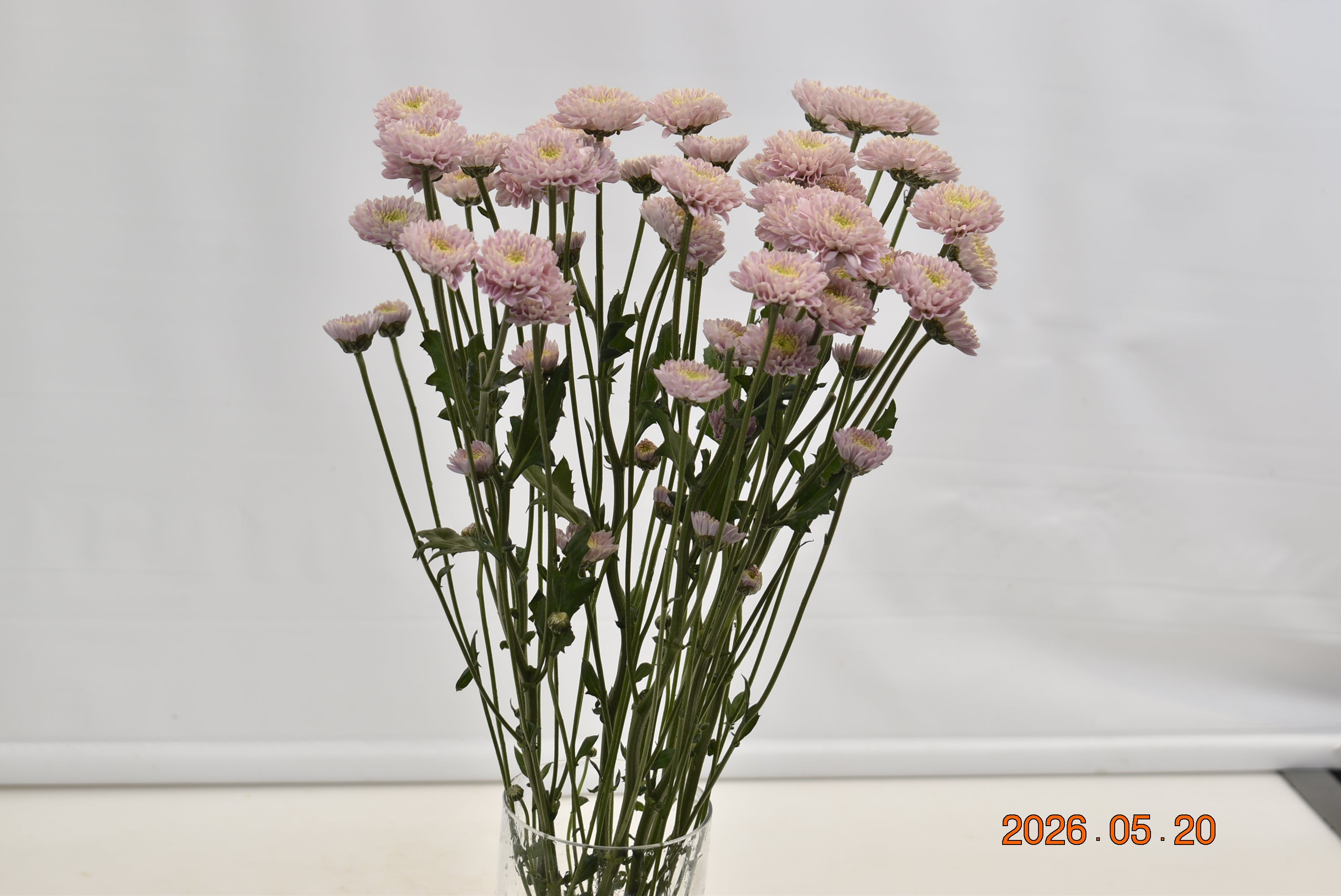CHRYSANTHEMUM ASSORTED Large