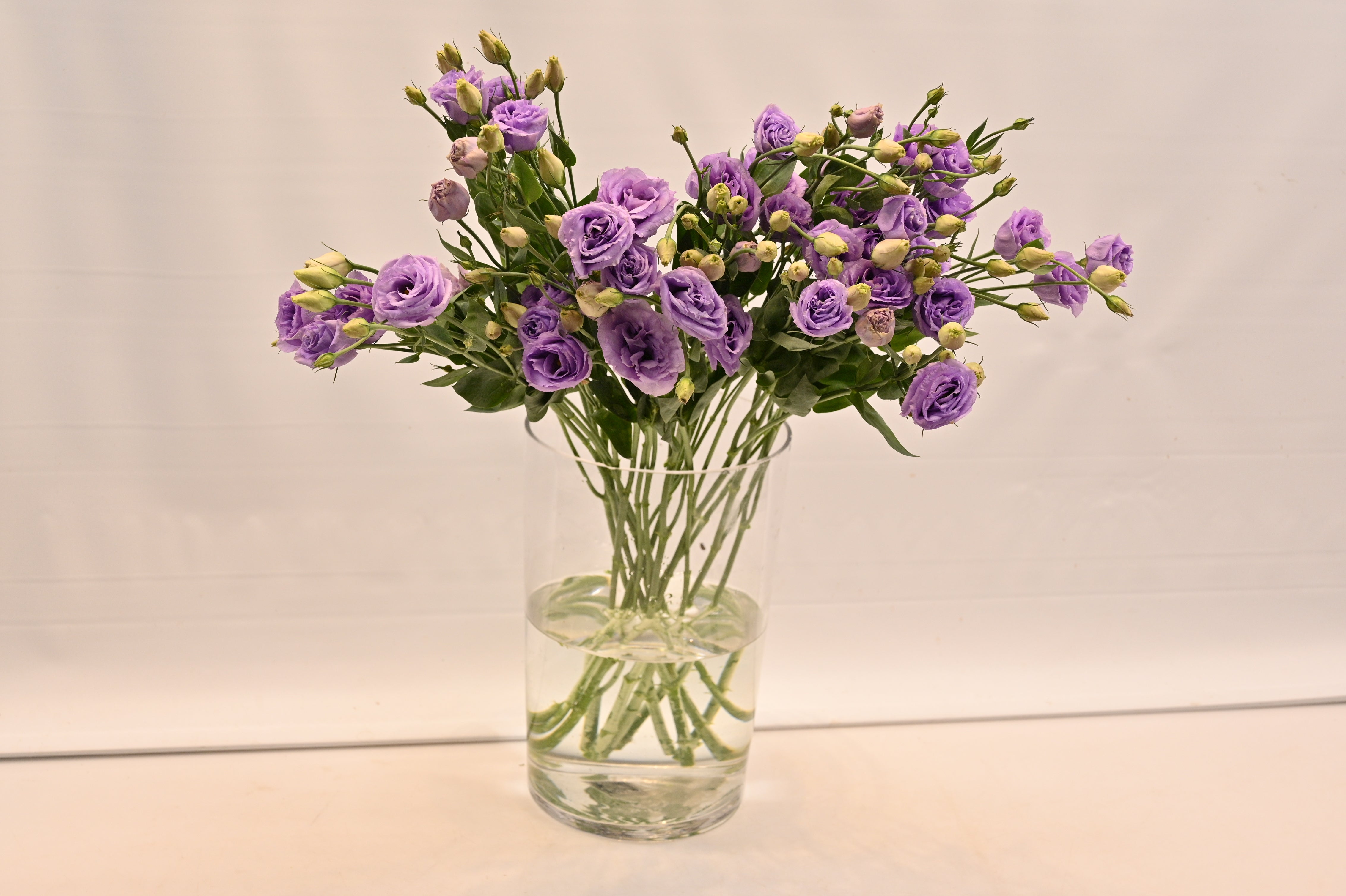 Lisianthus Dbl Lavender Large
