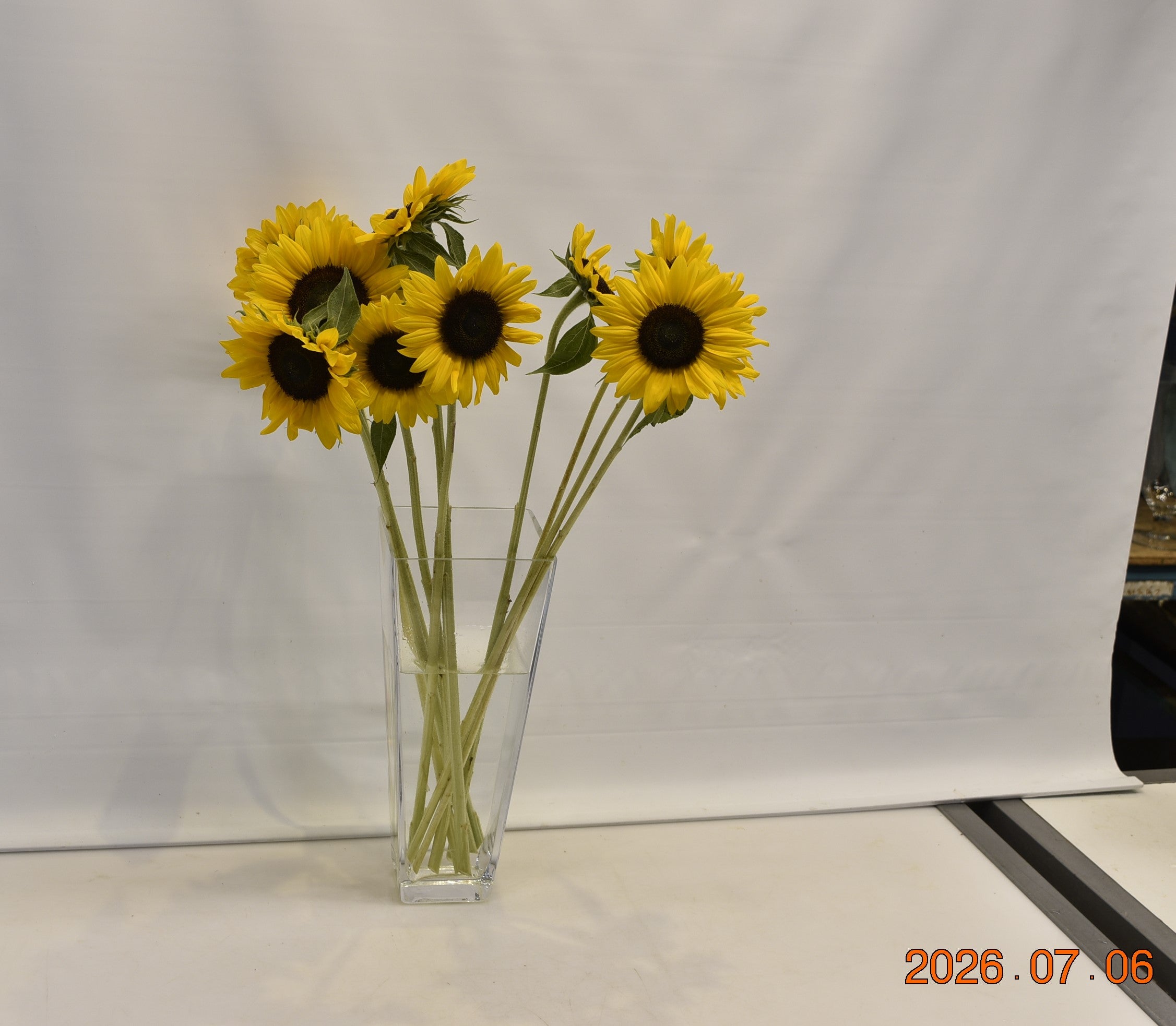 SUNFLOWER ASSORTED Large