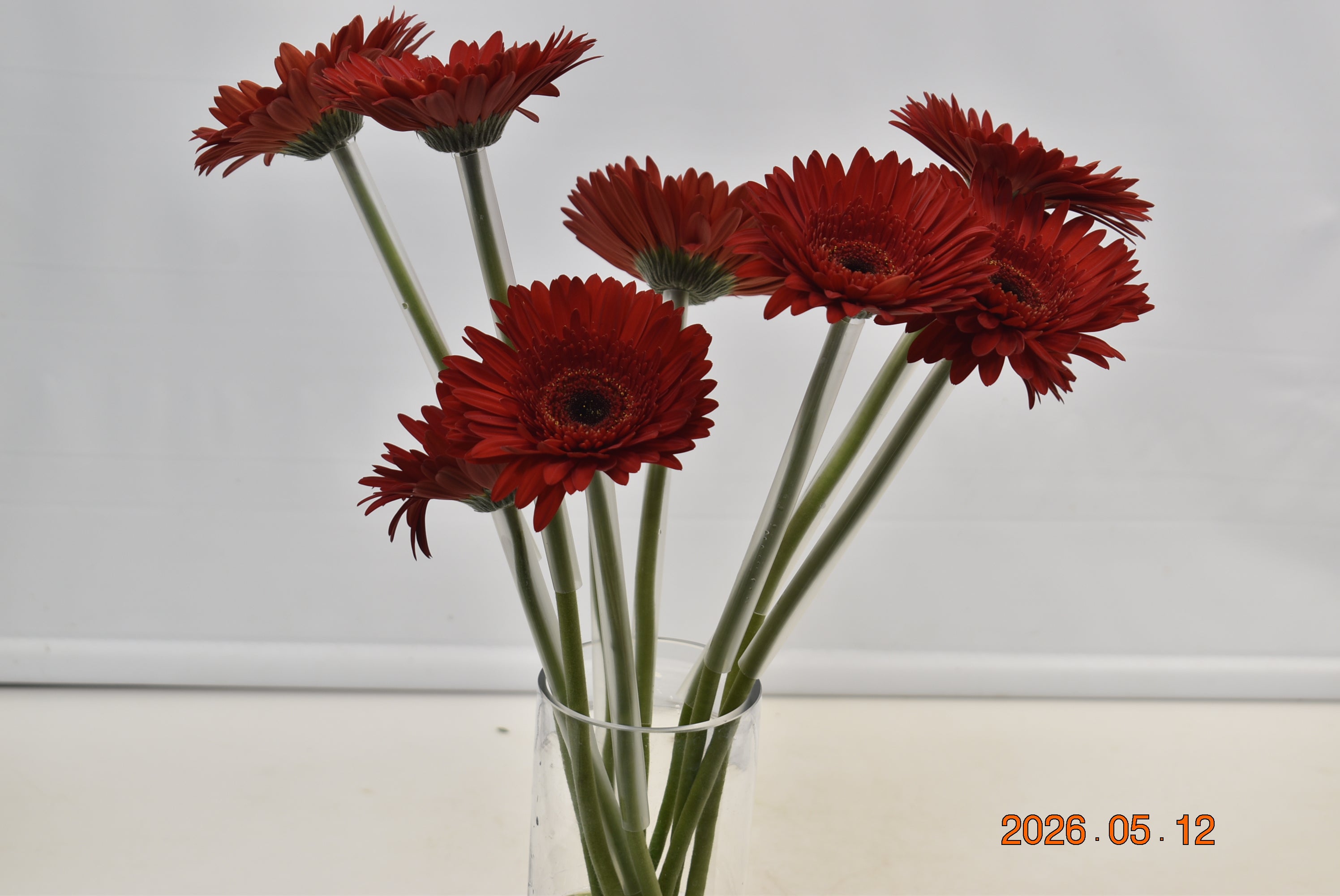 GERBERA DYNAMIC Large