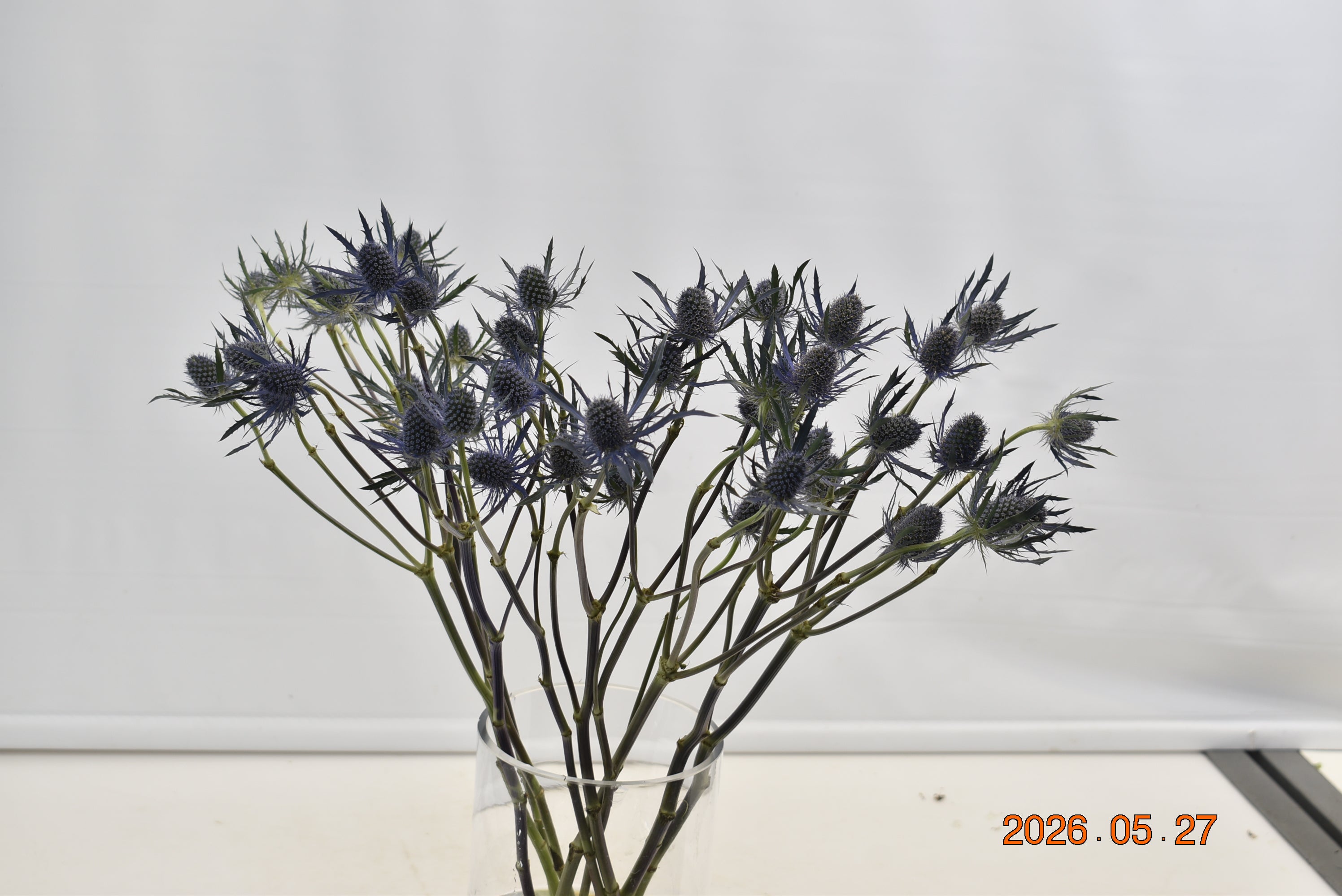 ERYNGIUM BLUE DYNAMITE Large